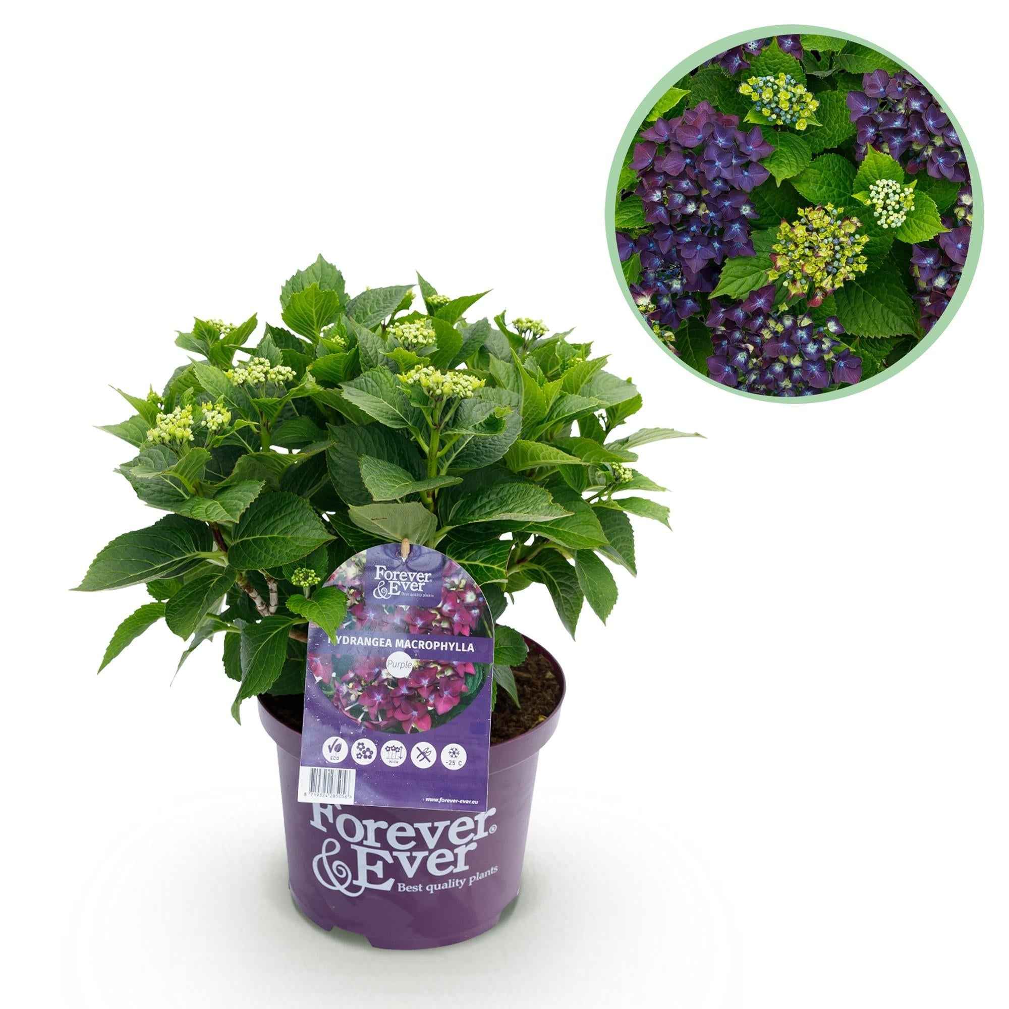 Image of Hortensie Forever & Ever Lila – Hydrangea macrophylla – Lila – Balkonpflanze – 23cm 55cm hoch – 7-12 Blüten – Für Balkon, Terrasse & Beet-0