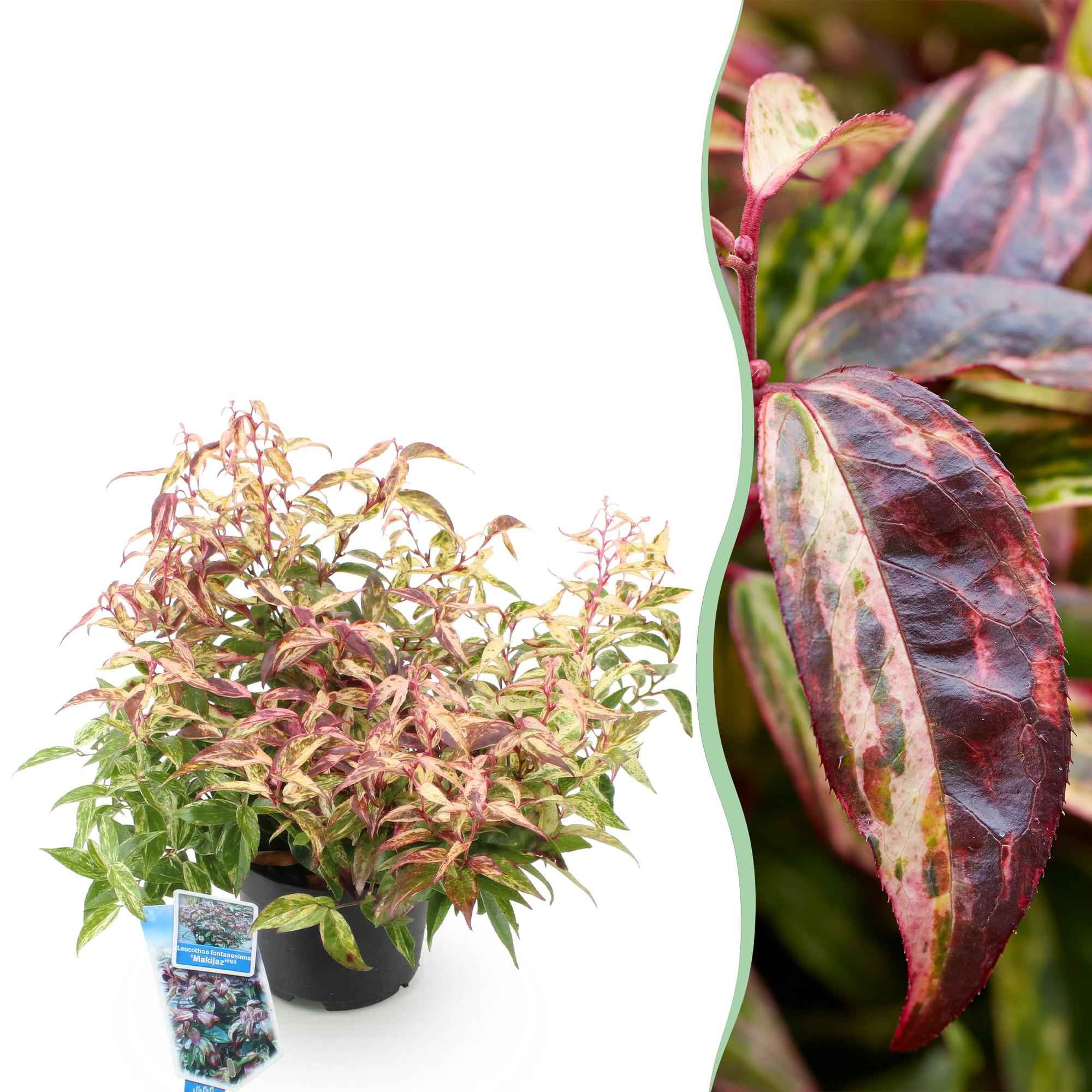 Image of Traubenheide Leucothoe Makijaz – 17cm Höhe ca.45cm – Immergrün & farbintensiv – Braun – grünes Laub – Pflegeleichter dekorativer Zierstrauch-0