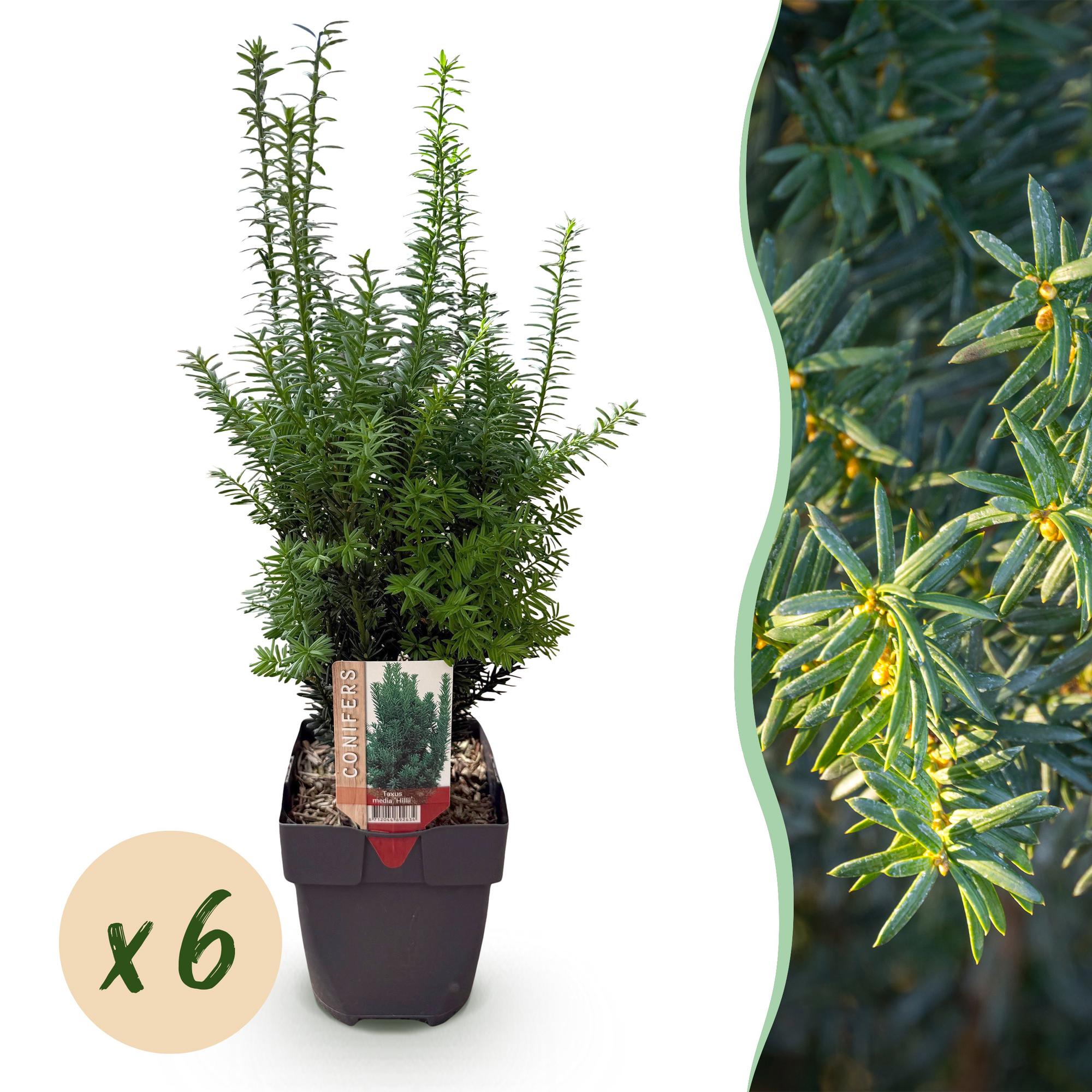 Image of Taxus media Hillii – 6 Pflanzen für 1 Meter Hecke – Immergrün & winterhart – Eibe für dichte, schnittfeste Hecken – Ø17cm – Höhe ca. 60cm-1