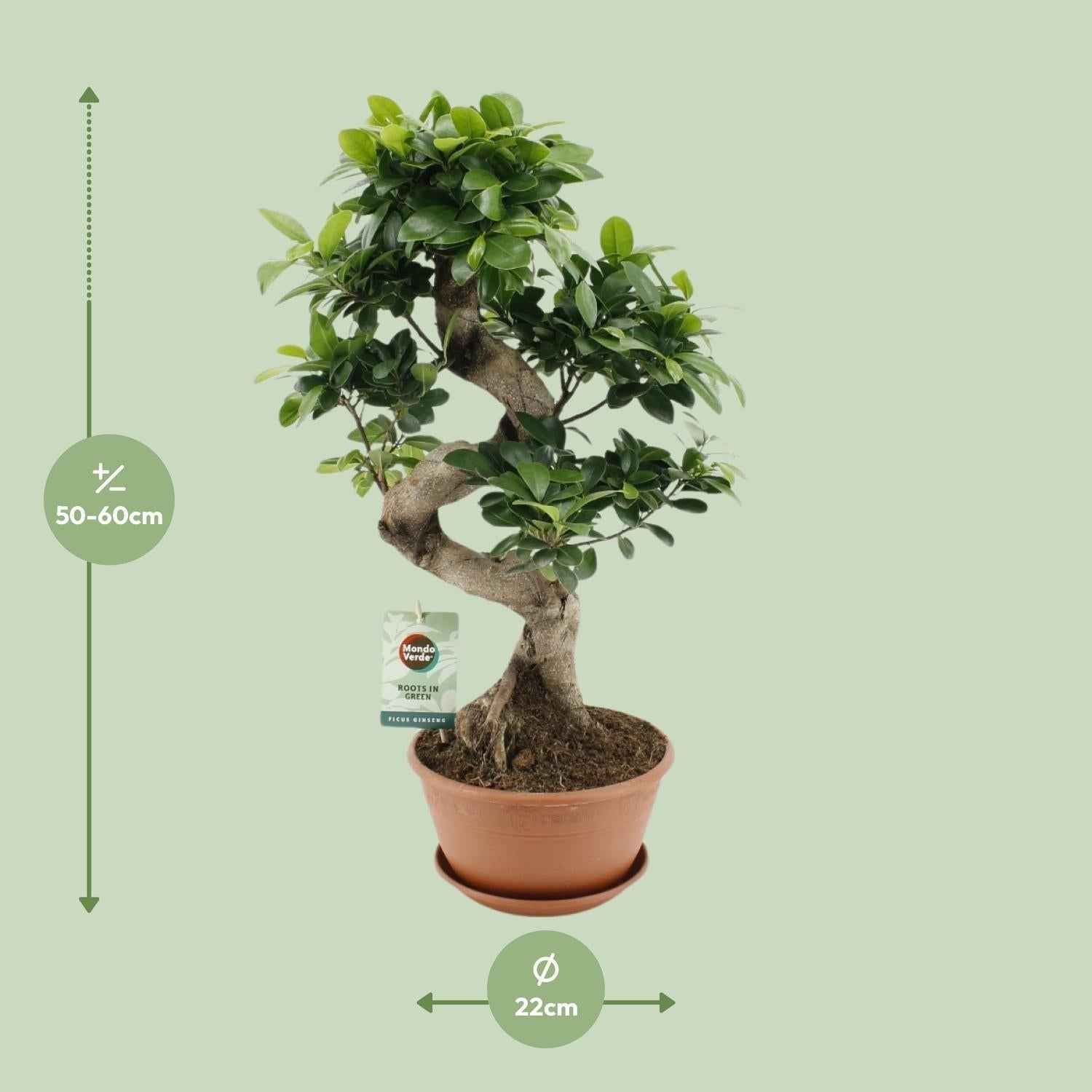 Image of Ficus Ginseng – Chinesische Feige – Zimmerpflanze – Ø22cm – ↕60cm – Pflegeleichter Bonsai – Ficus mit dekorativem Wurzelstamm – Für Wohnzimmer & Büro-1