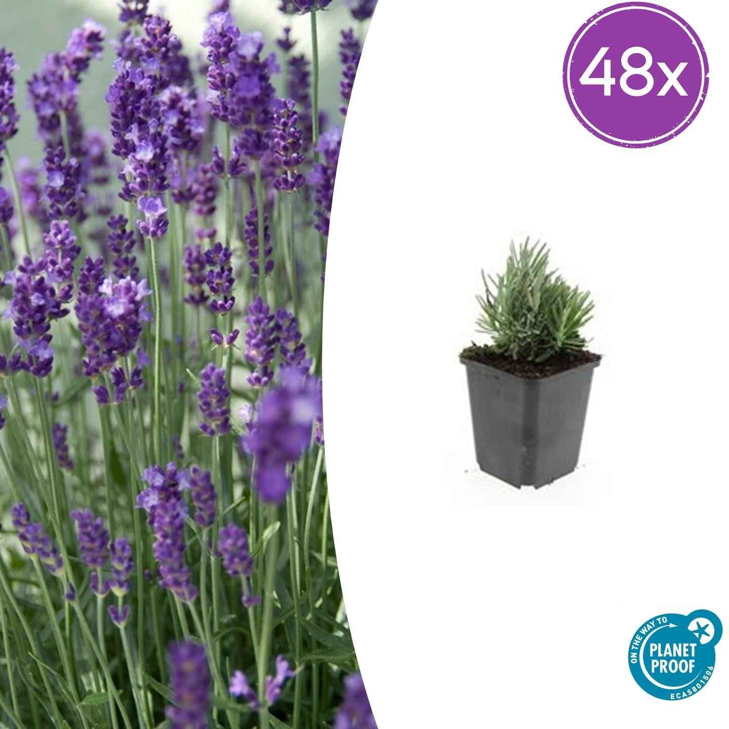 Image of Lavandula angustifolia 'Dwarf Blue' – 48Pflanzen – ↕10-25cm – Ø9cm – Kompakter Lavendel – Duftend & Bienfreundlich-1