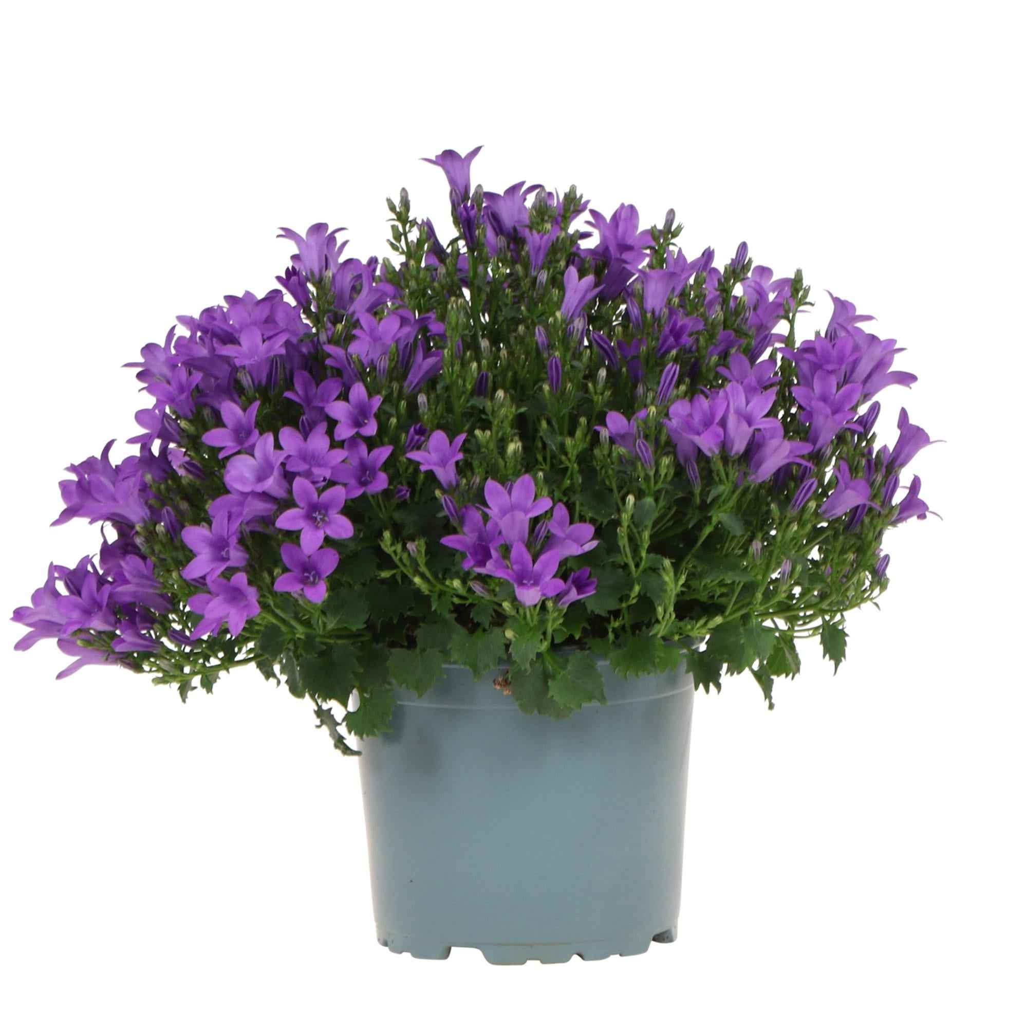 Image of Campanula Addenda lila 12cm – winterharte mehrjährige Glockenblume – Wuchshöhe ca.20-30cm – pflegeleicht