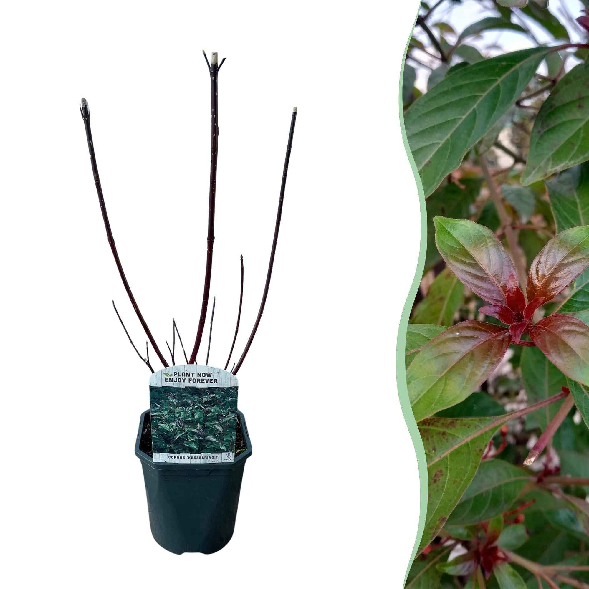 Image of Cornus alba 'Kesselringii' – Schwarzholz – Hartriegel – Zierstrauch 17cm – ca. 45cm hoch – Pflegeleicht & winterhart – Für Hecke & Beet-0