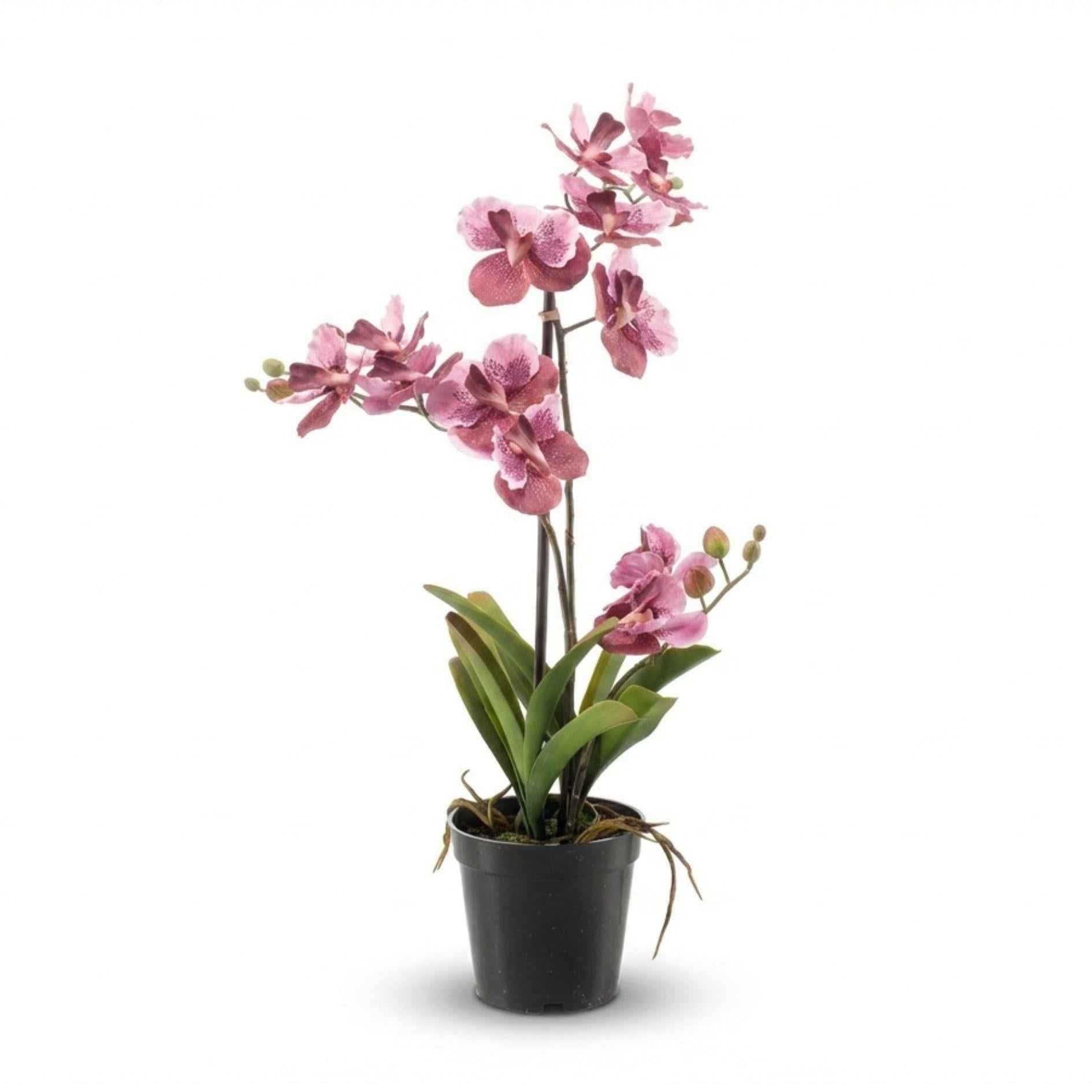 Image of Orchidee Vanda Kunstpflanze – ca.60cm – Altrosa – Künstliche Orchidee im Topf – Pflegefreie Deko Pflanze für Wohnzimmer Büro & Empfangsbereich-0