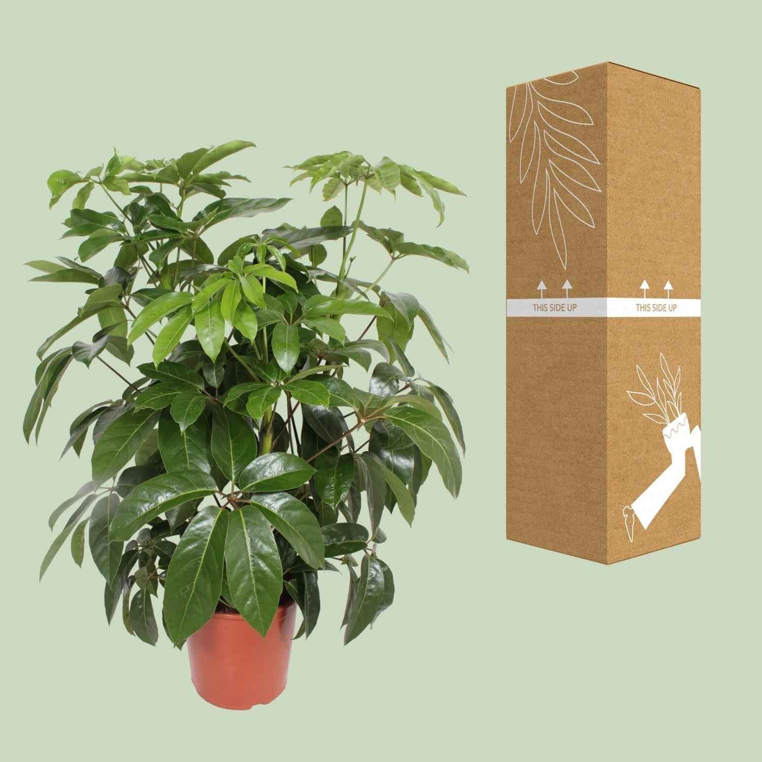 Image of Schefflera Amate – Strahlenaralie – Ø30cm ↕120cm – Große pflegeleichte Zimmerpflanze mit glänzend grünen Blättern für Büro & Wohnzimmer-2