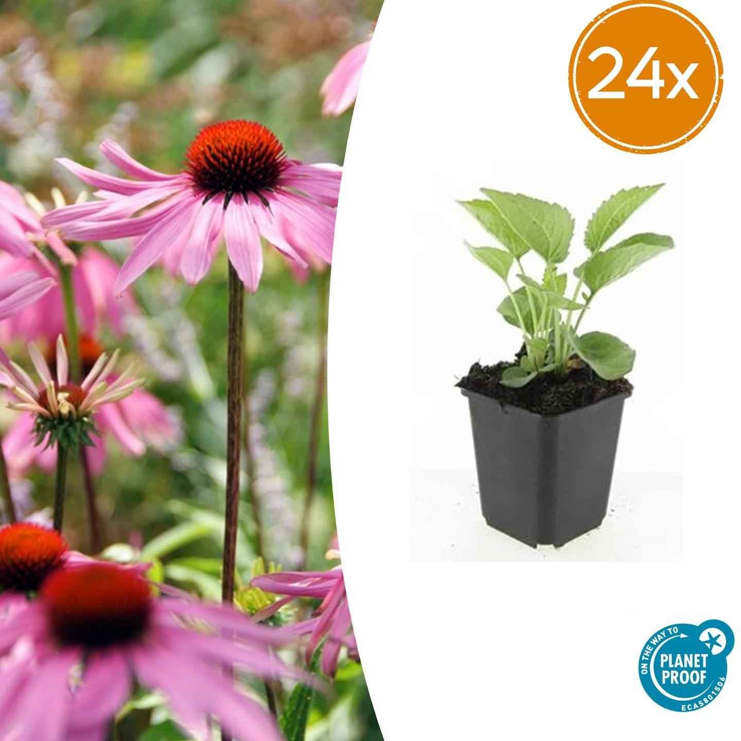 Image of Echinacea purpurea 'Magnus' – 24 Pflanzen – ↕10-25cm – Ø9cm – Purpur – Sonnenhut Staude – Blüte Juli – September – Bienen – Sonniger Standort