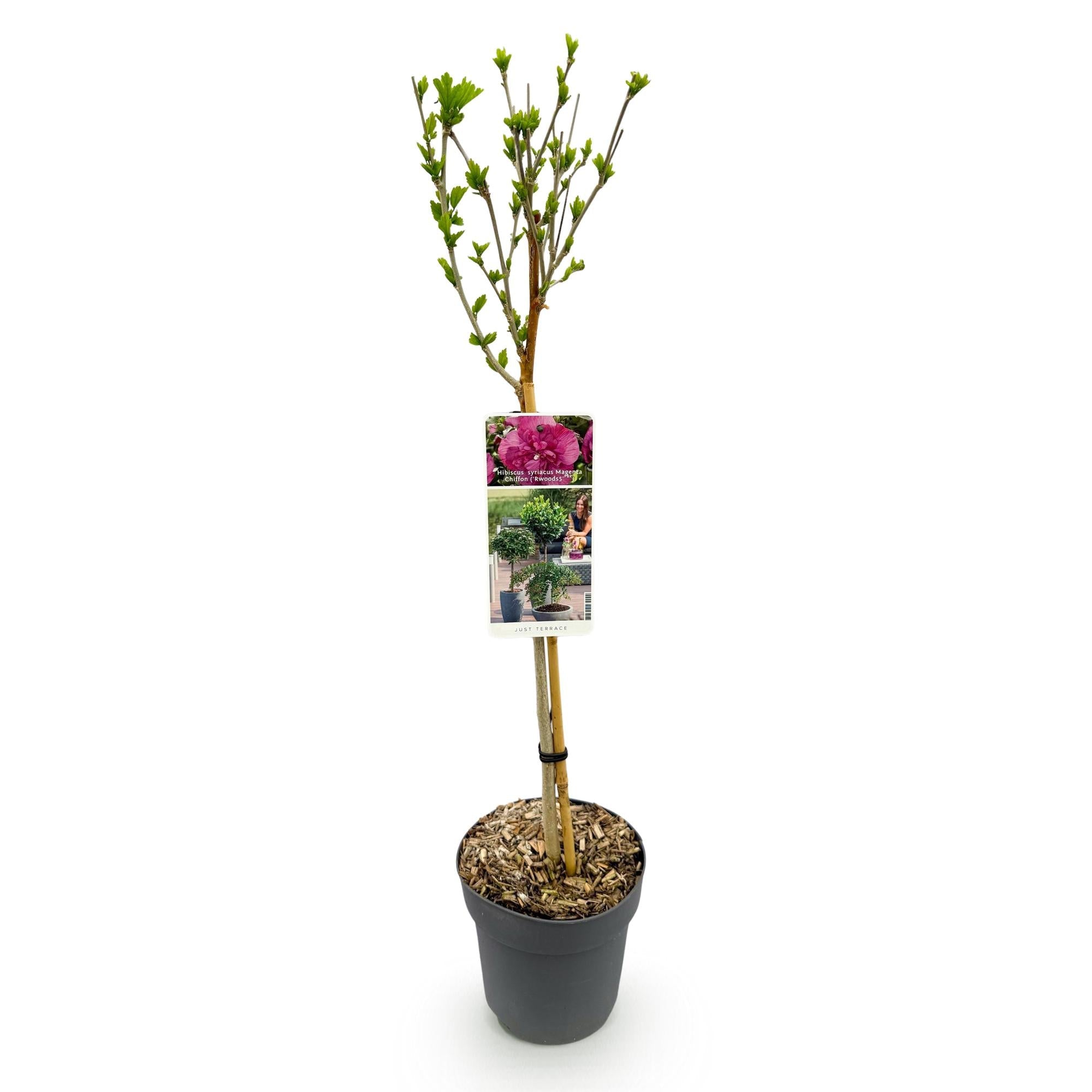 Image of Hibiscus syriacus Magenta Chiffon – Blühende Stamm – Pflanze mit magentafarbenen Blüten – Laubabwerfend & pflegeleicht – Topf Ø19cm – Höhe ca. 90cm-2