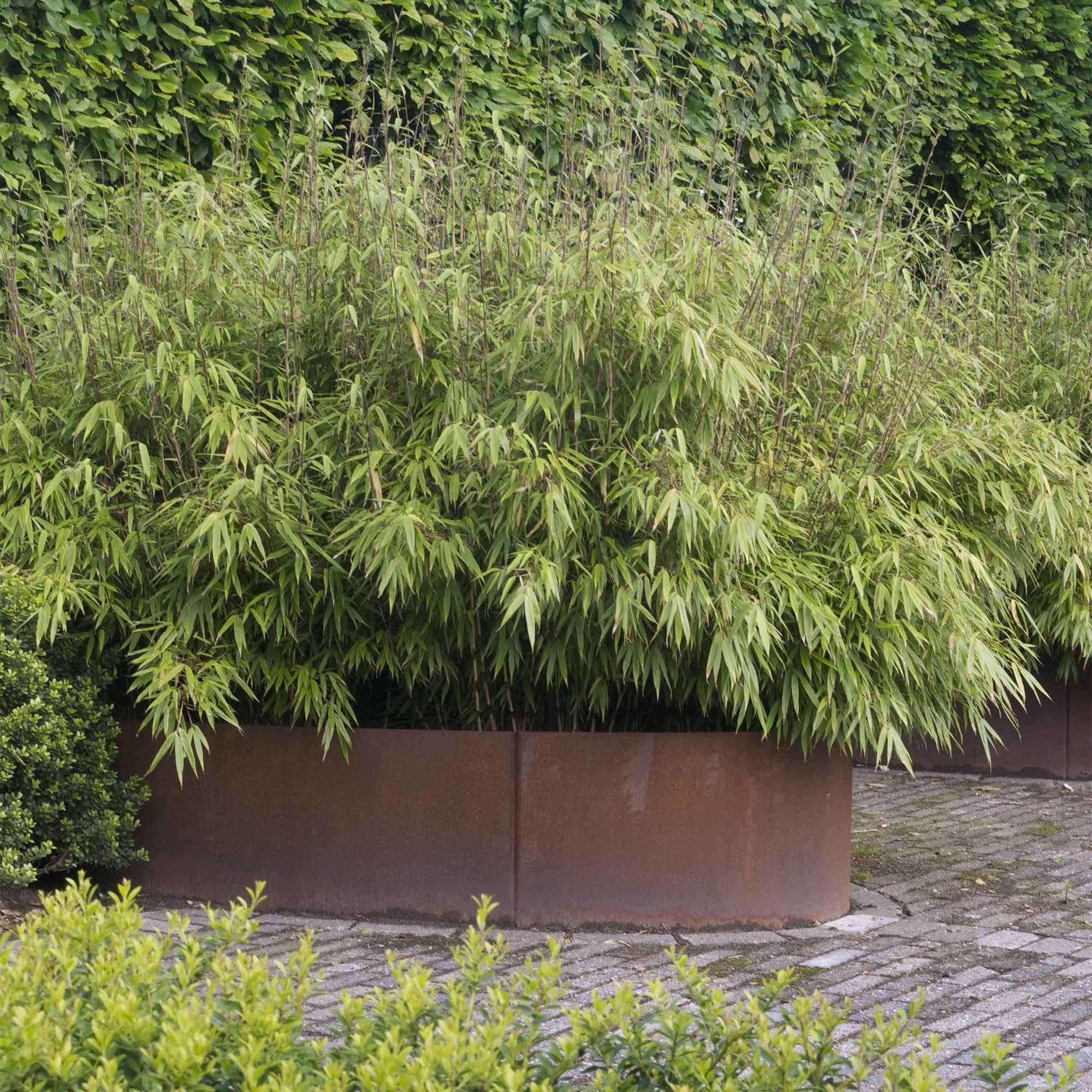 Image of Bambus Fargesia nitida Black Dragon nicht ausbreitend immergrün 80cm 23cm für Garten Terrasse Balkon Hecke Sichtschutz pflegeleicht winterhart