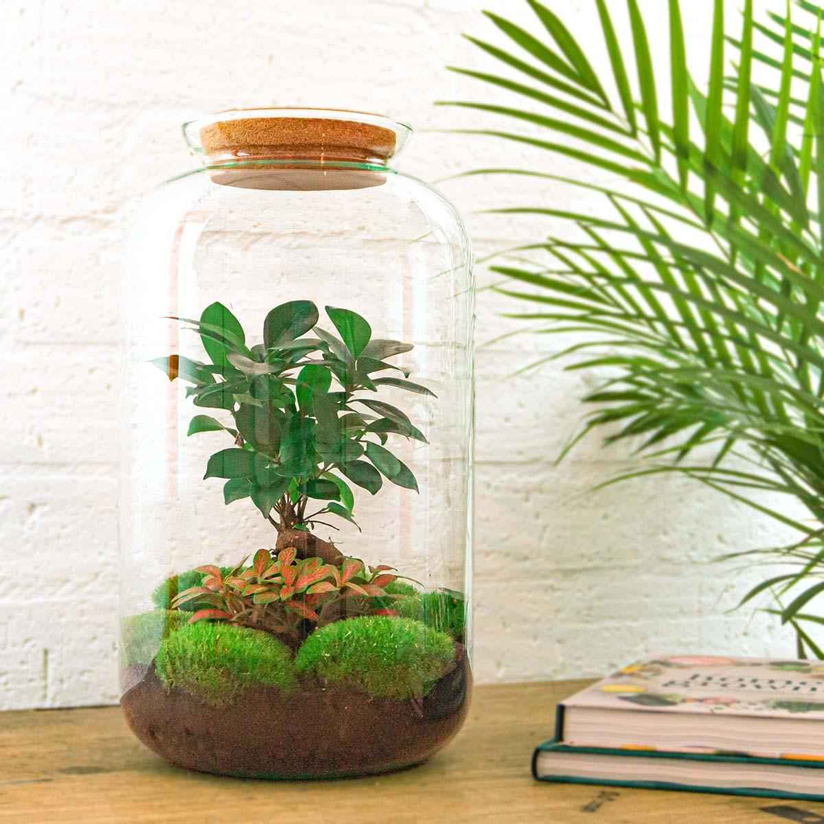 Image of Flaschengarten Sven Bonsai – DIY Bausatz Terrarium – ↕43cm – Do – It – Yourself Pflanzen – Set im Glas mit Korkdeckel – Autarkes Mini – Ökosystem