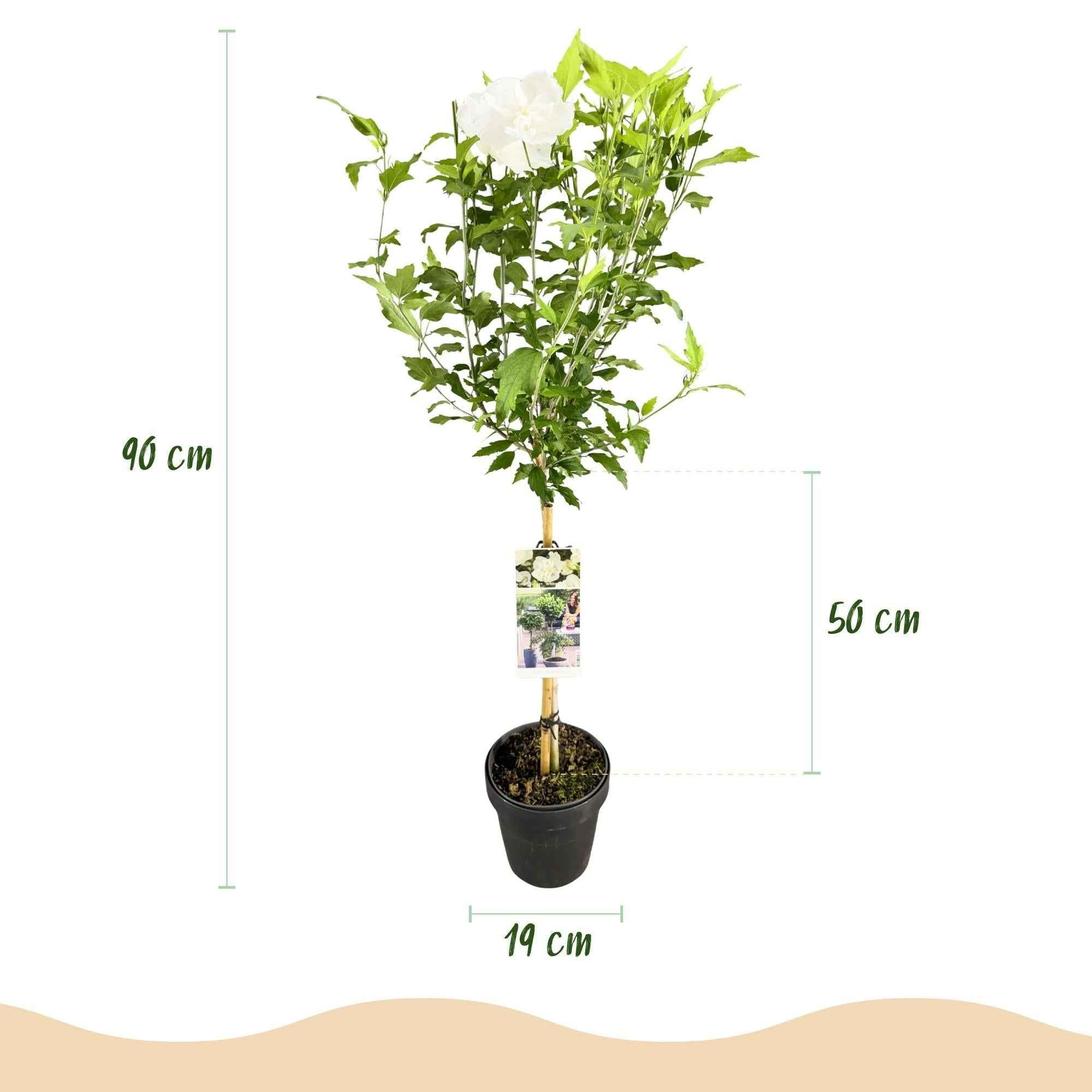 Image of Hibiscus syriacus White Chiffon – Stamm – Pflanze – Ø19cm – Höhe ca. 90cm – Weiße Blüten – Laubabwerfend & pflegeleicht