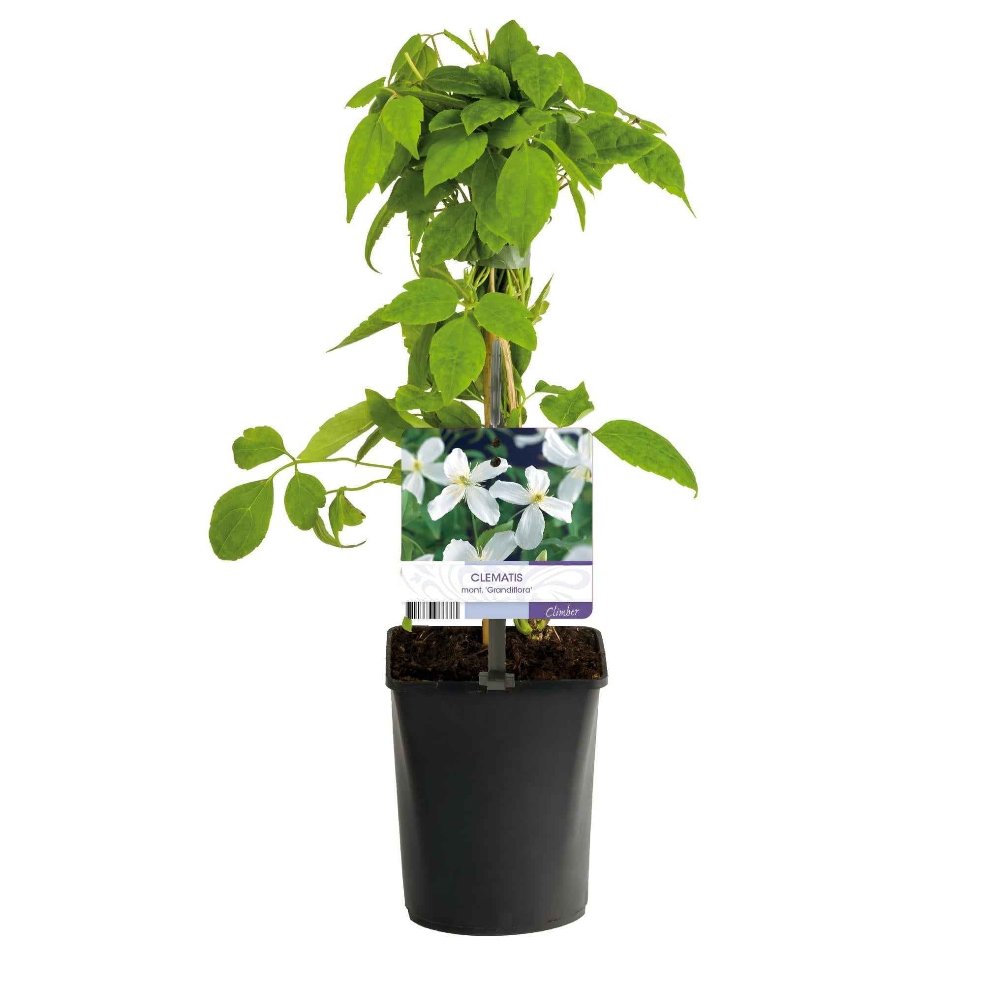 Image of Clematis montana Grandiflora – 2 Pflanzen 11cm – ca. 40cm hoch – Schnellwachsende Kletterpflanze mit großen weißen Blüten – pflegeleicht-2