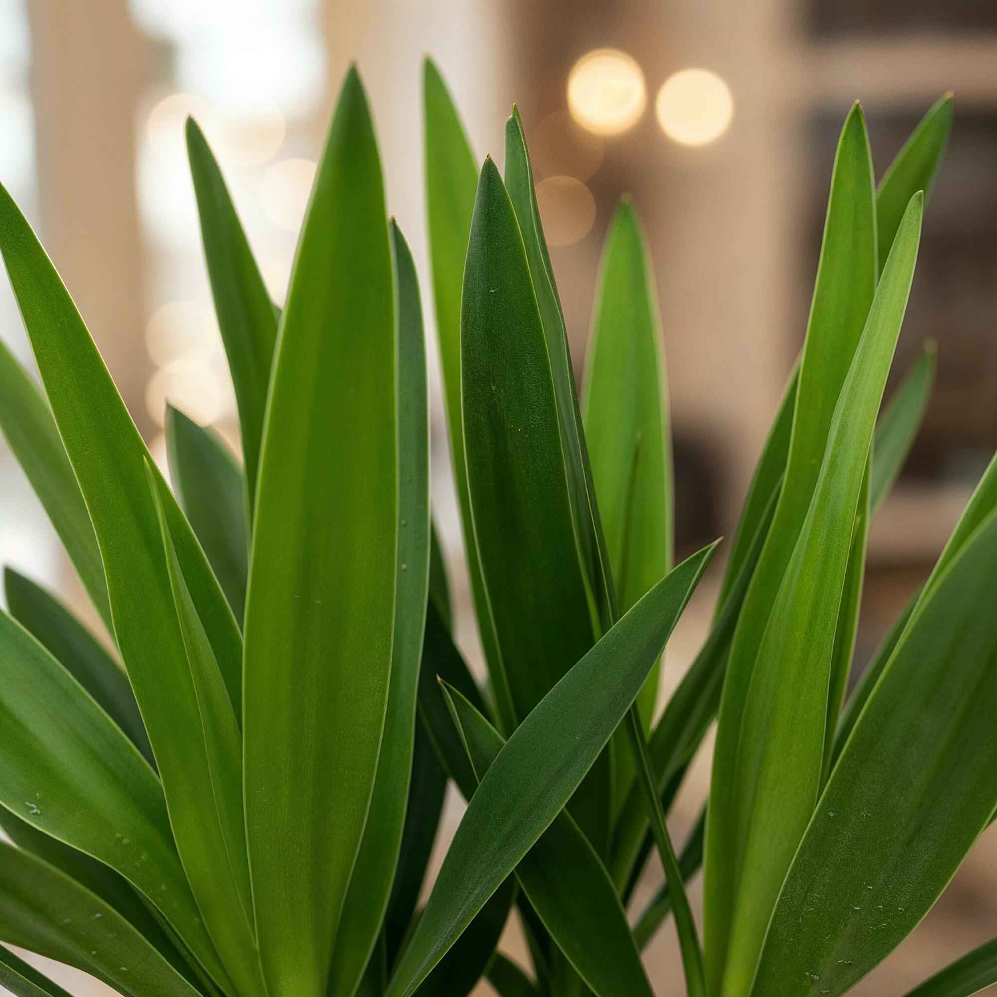 Image of Palmlilie Yucca Elephantipes – 55cm – 14cm – Pflegeleichte Palmlilie mit langen, schmalen Blättern-4