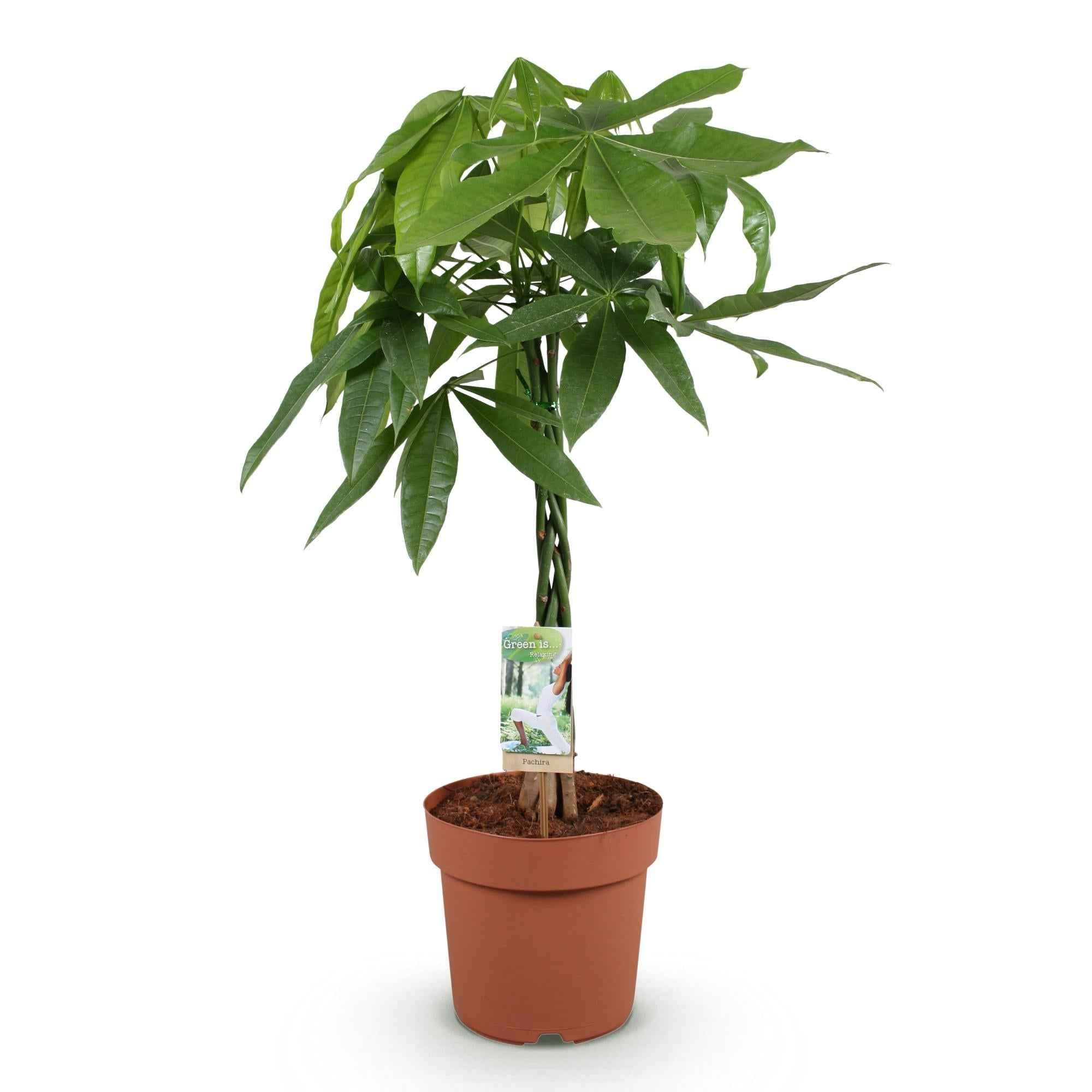 Image of Pachira Aquatica Geflochtener Stamm – 80-90cm – 21cm – Pflegeleichter Geldbaum – Grünpflanze für Wohnzimmer & Büro-0