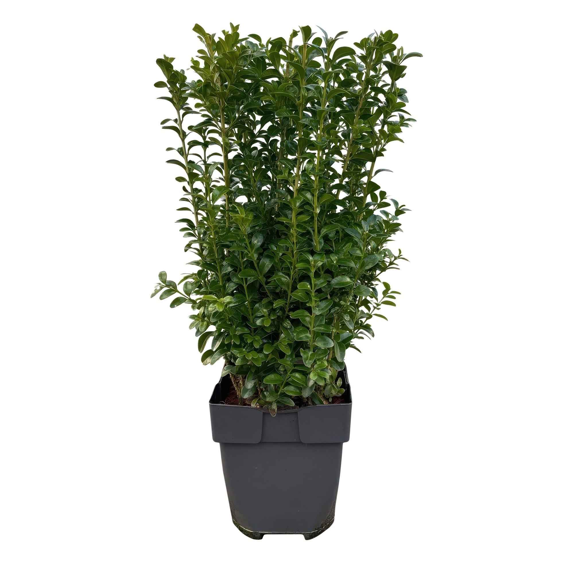 Image of Buxus sempervirens – 6 Pflanzen für 1 laufenden Meter – Gewöhnlicher Buchsbaum – Immergrüne Heckenpflanze im 17cm Topf – ca. 45cm hoch-0