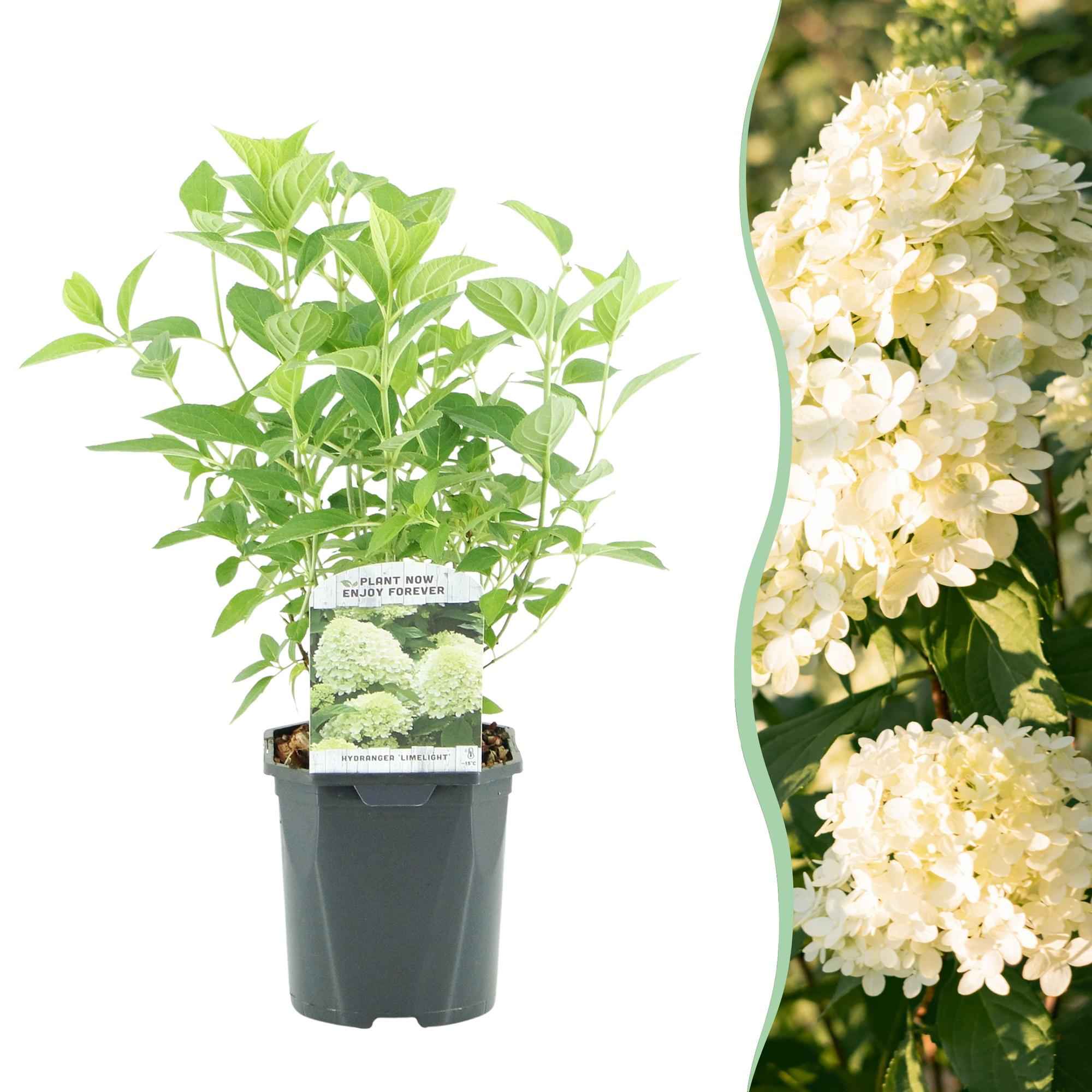 Image of Rispenhortensie – Hydrangea panniculata Limelight – Blüte Limonengrün – Cremeweiß – Laubabwerfend – Große Blüten – 17cm – Höhe ca. 50cm