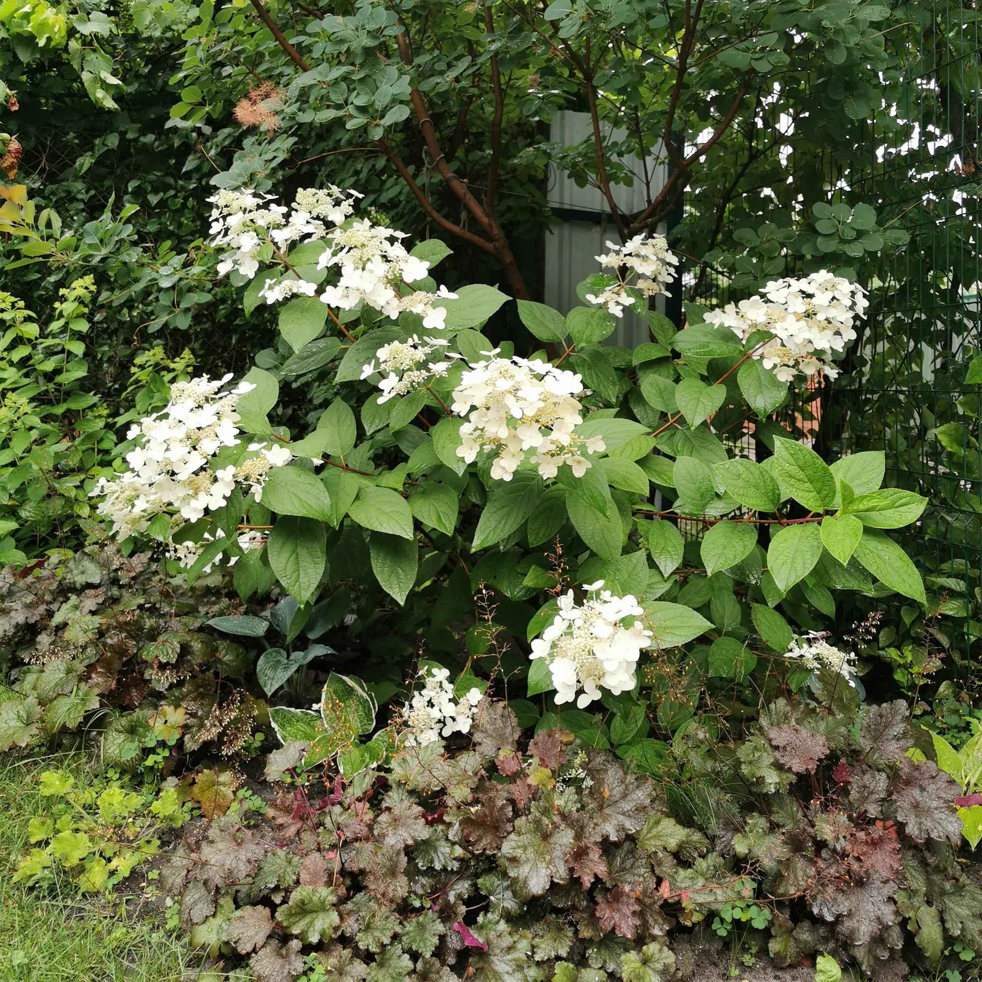 Image of Rispenhortensie – Hydrangea panniculata Wims Red – Blüte Weiß-Rot – Laubabwerfend – Große Blüten – 17cm – Höhe ca. 50cm-3