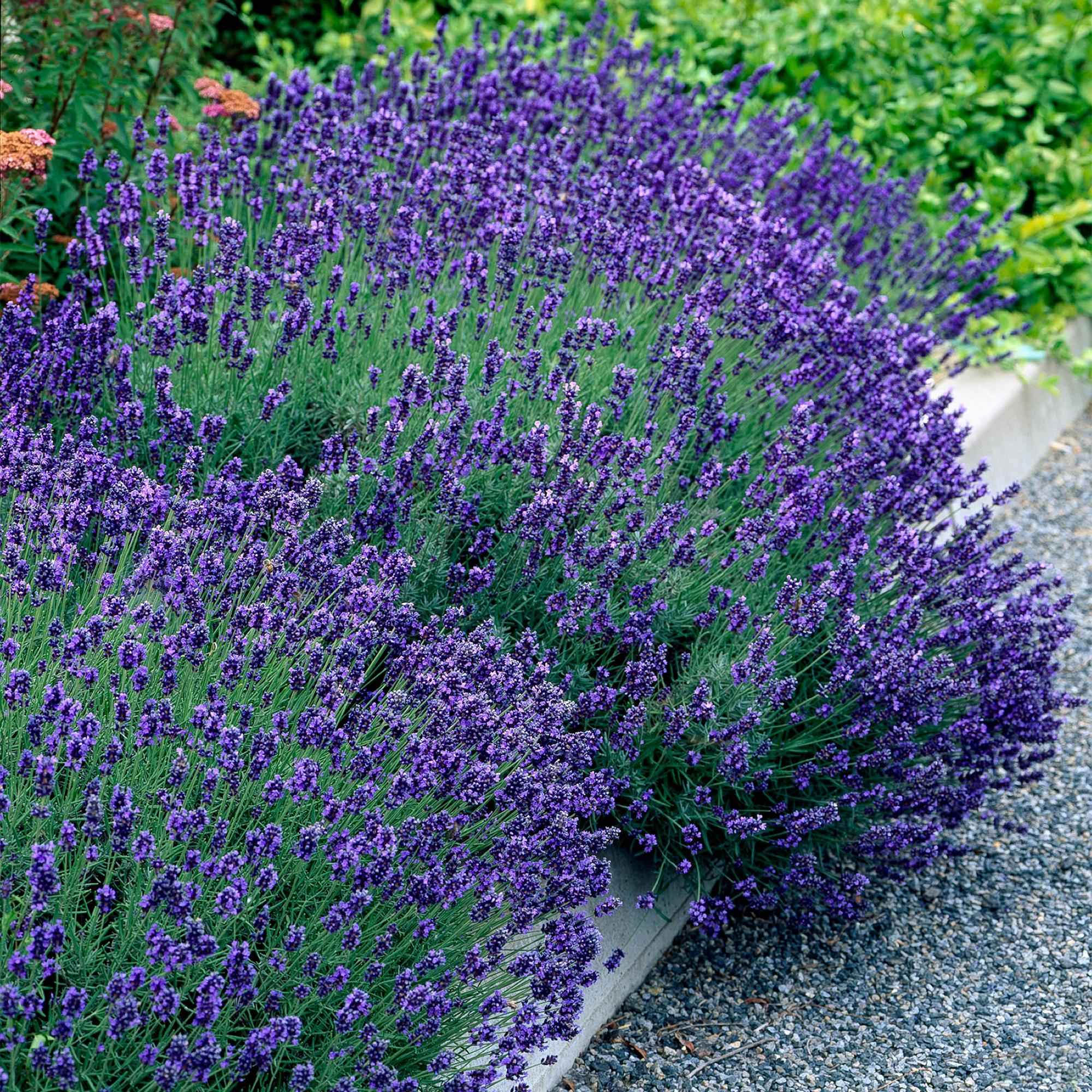 Image of Echter Lavendel Lavandula angustifolia Hidcote – Heckenpflanze – Graues Blatt – 6 Pflanzen – 1 laufender Meter – Immergrün – 17cm Höhe 30cm-1