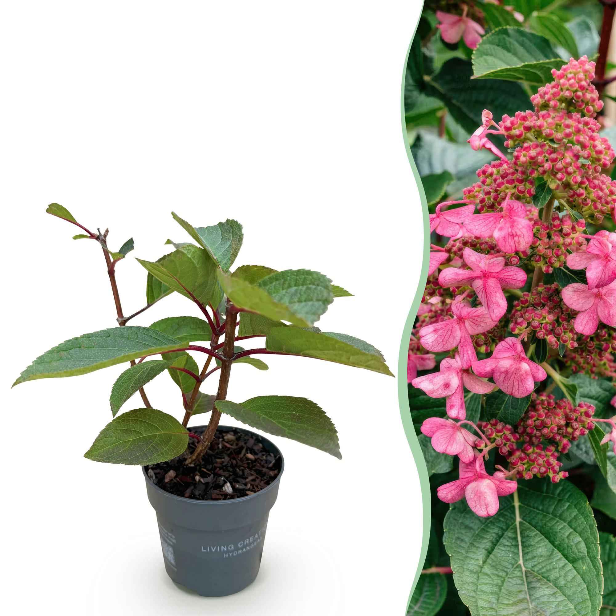 Image of Rispenhortensie Hydrangea paniculata Living Infinity – winterhart – weiß bis hellrosa – 12cm Höhe 20-30cm-0