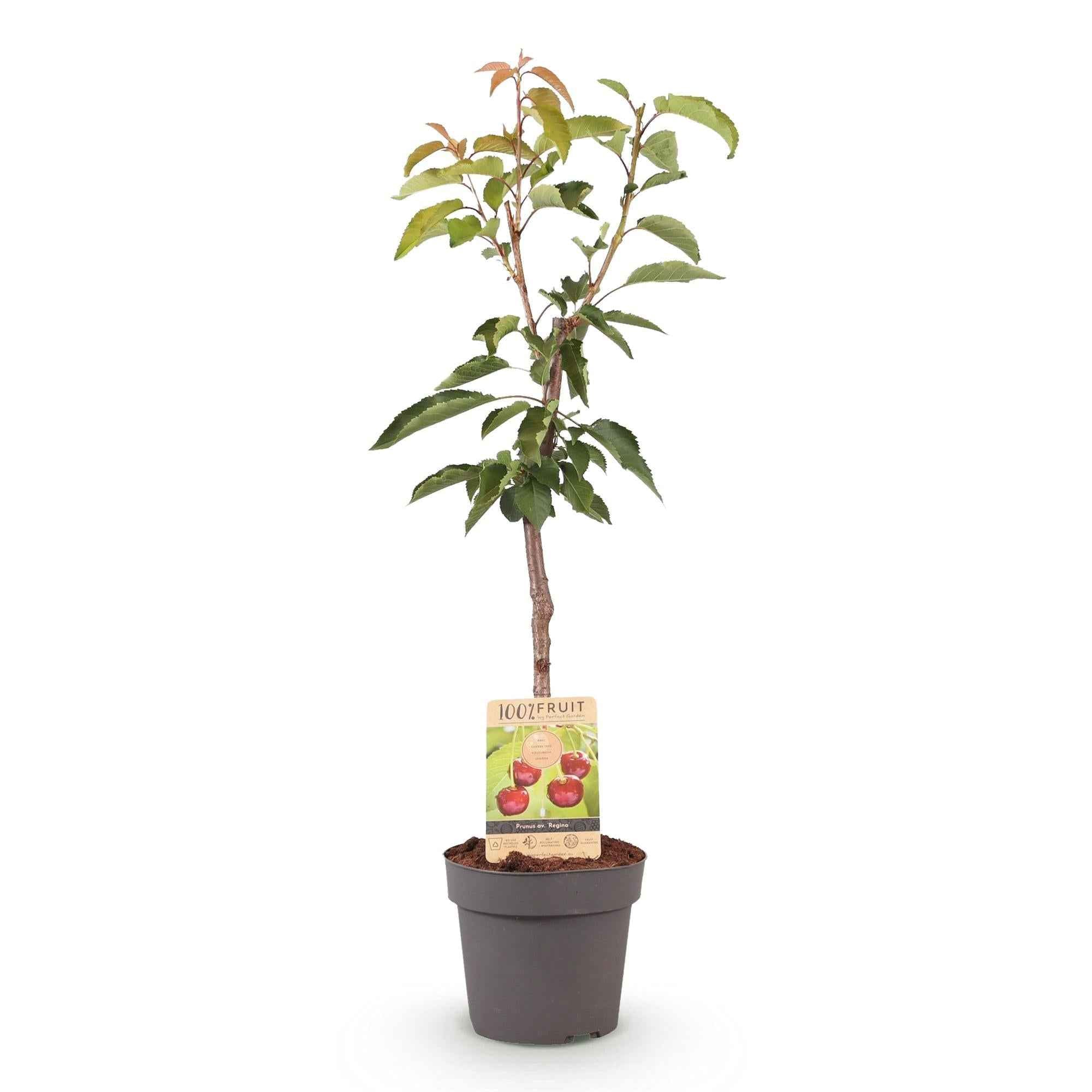 Image of Kirschbaum Prunus avium Regina – Rote Kirsche – Obstbaum im Ø21cm – Höhe ca. 90cm – Süße Kirschen, pflegeleicht & gesund – Perfekt für Garten & Balkon-2