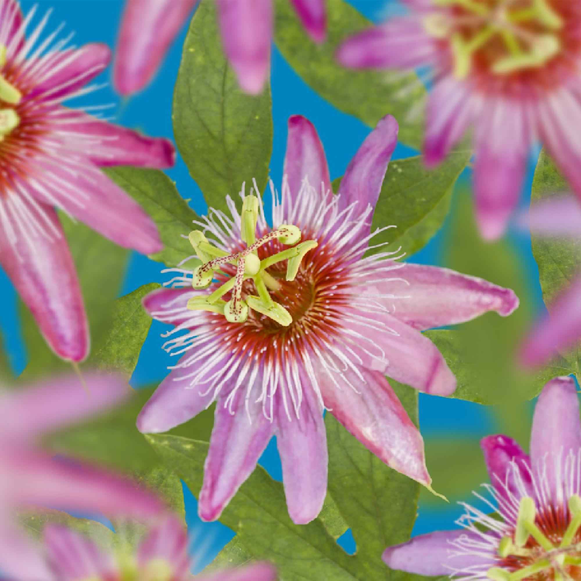 Image of Passionsblume Passiflora Anastasia – 2 Pflanzen 11cm – ca. 40cm hoch – Exotische Kletterpflanze mit rosa Blüten – Pflegeleicht & dekorativ-0