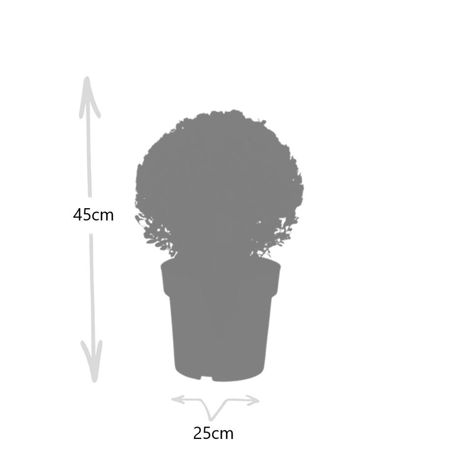 Image of Ilex crenata 'Jenny' – Stechpalme Kugeln – Ø25cm – 2 Pflanzen – Buchsbaum – Alternative – Pflegeleichte & Winterharte Gartenpflanzen-2