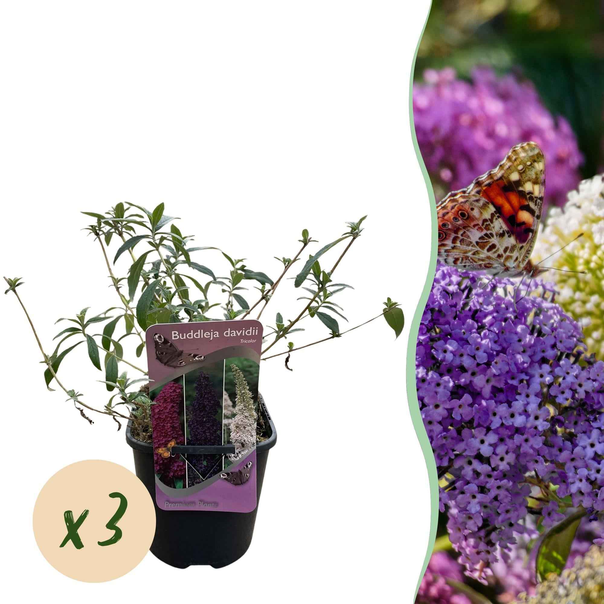 Image of Schmetterlingsstrauch Buddleja davidii Tricolour – 3 Pflanzen – 1m² – Blüten Rosa, Weiß & Lila – Schmetterlingsanlockend – 17cm x H30cm-2