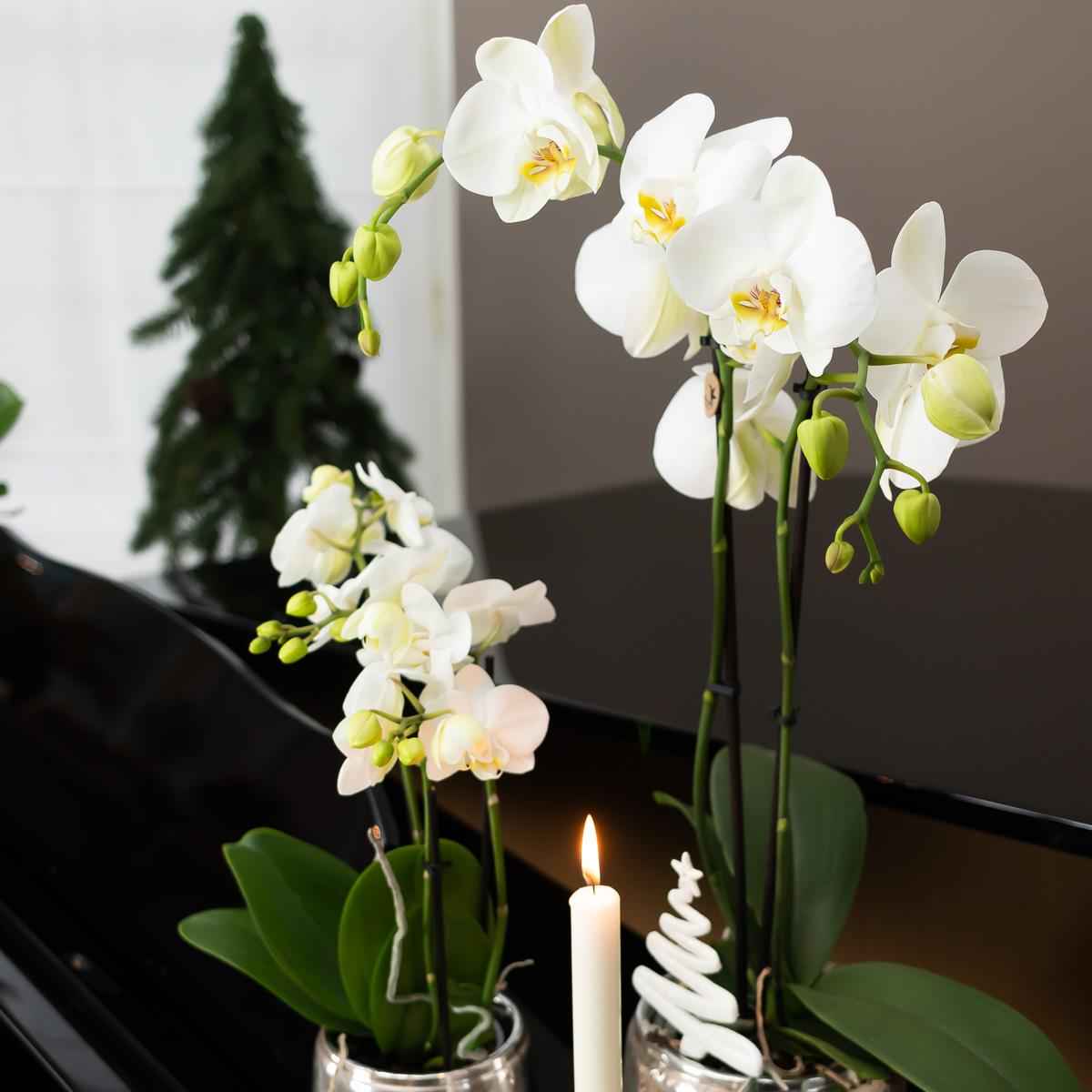 Image of Luxuriöser Blumentopf Silber – Keramik Ziertopf Ø9cm – Eleganter Pflanzkübel für Zimmerpflanzen – Moderner Übertopf mit glänzender Oberfläche-3