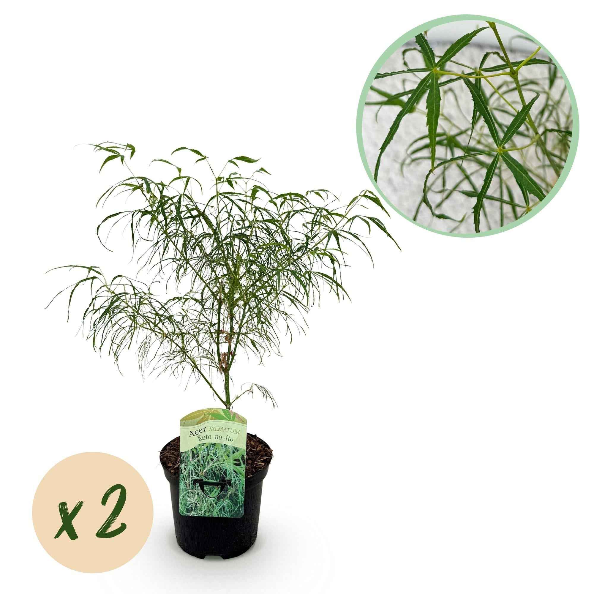 Image of Japanischer Ahorn – Acer palmatum 'Koto – no – ito' – 2 Pflanzen – ca. 70cm hoch – Ø19cm – feingliedriges grünes Laub – Balkon – & Gartenpflanze-0