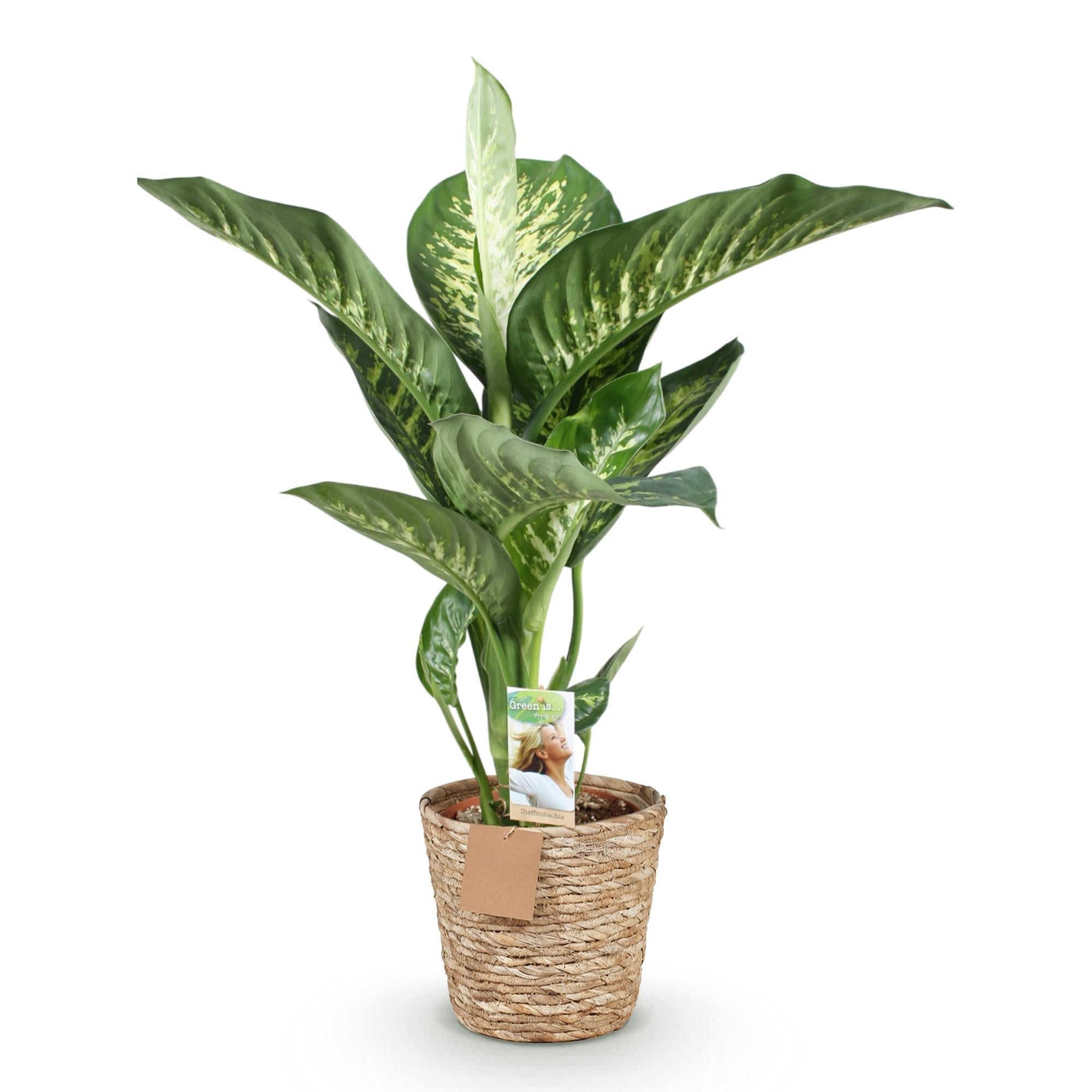 Image of Dieffenbachia Tropic Snow – 90-100cm – 21cm inkl. Naturkorb – Pflegeleichte bunte Zimmerpflanze – Großes grün – weißes Blattwerk-0