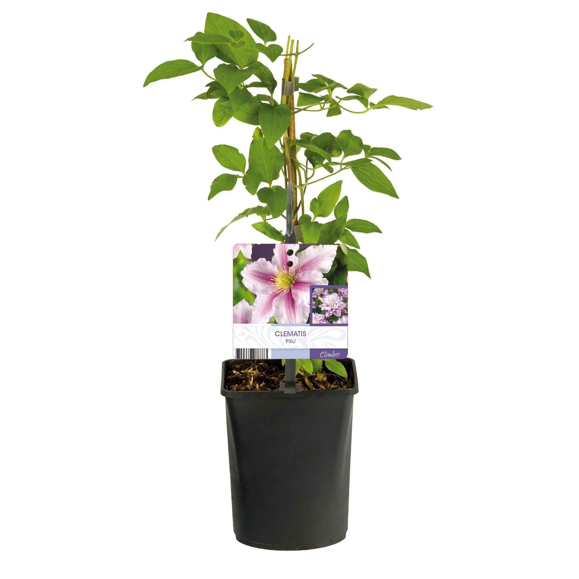 Image of Kletterpflanze – Clematis Piilu – Rosa Blüten – 2 Pflanzen – 11cm – Höhe 40cm – Blüte Mai – September – Pflegeleicht & bienenfreundlich-1