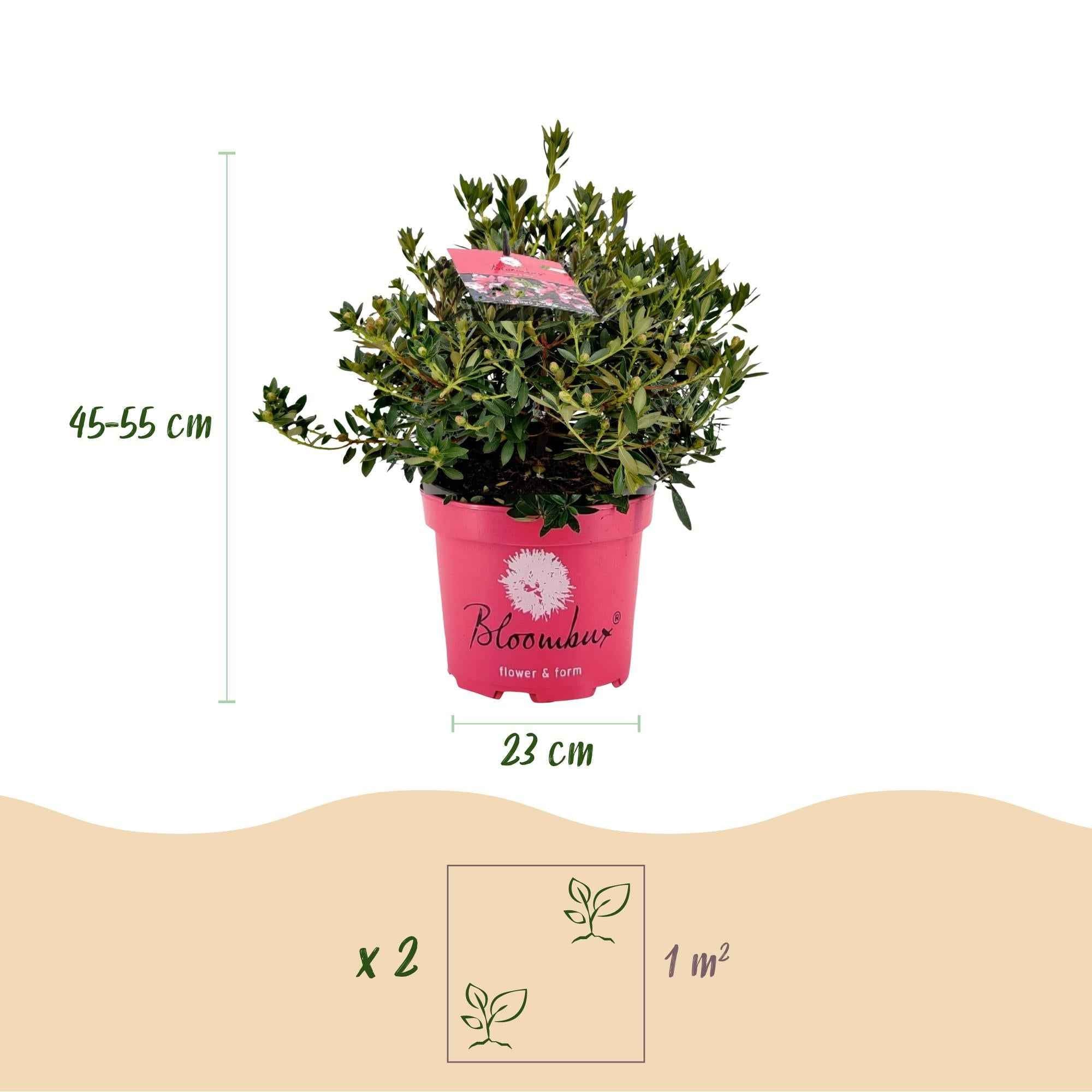 Image of Rhododendron Bloombux Magenta – Zwerg-Rhododendron als Buchsbaum-Ersatz – Winterharte Gartenpflanze mit pinken Blüten – 23cm