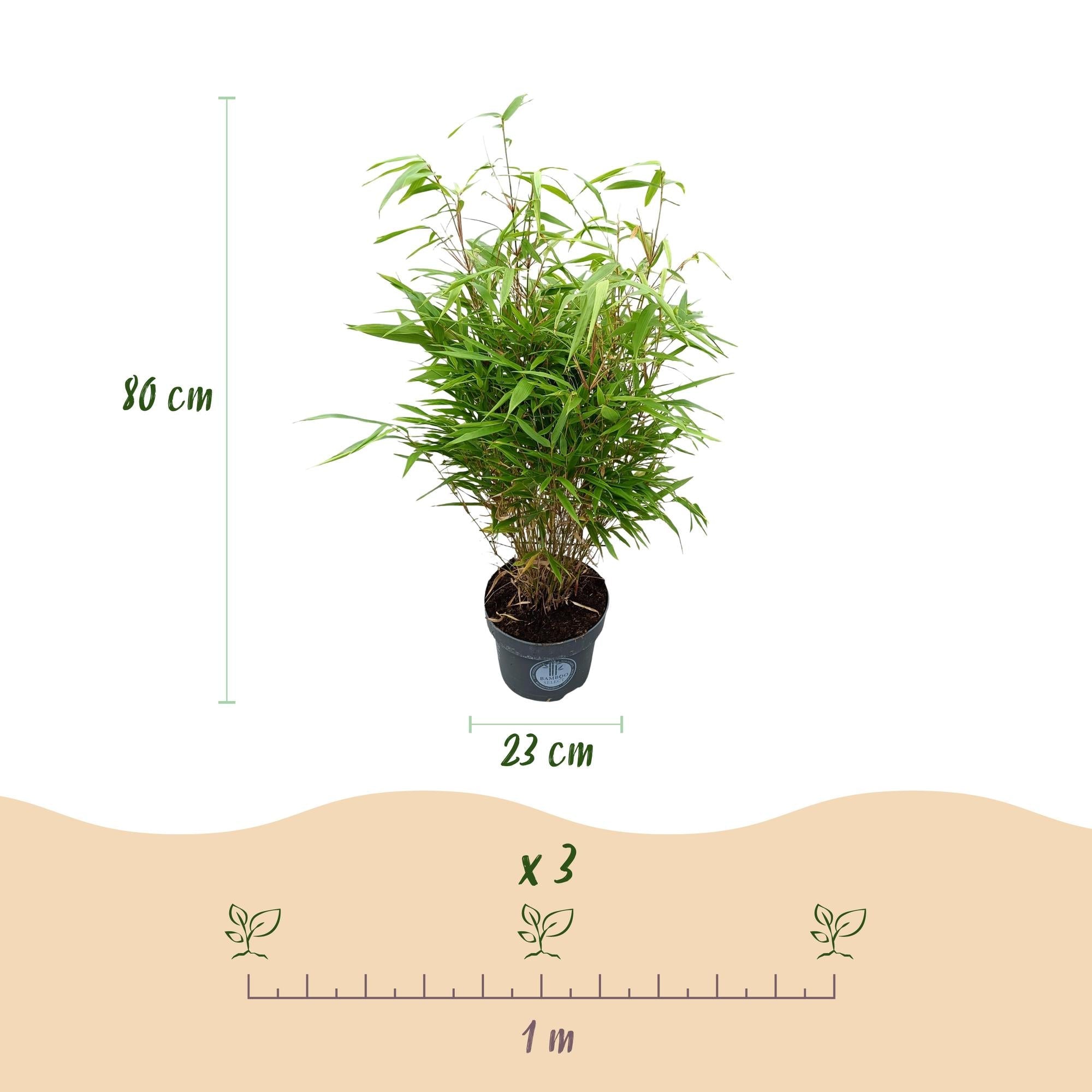 Image of Bambus Fargesia rufa nicht ausbreitend immergrün 80cm 23cm für Garten Terrasse Balkon Hecke Sichtschutz pflegeleicht winterhart grüne Ziergräser-2