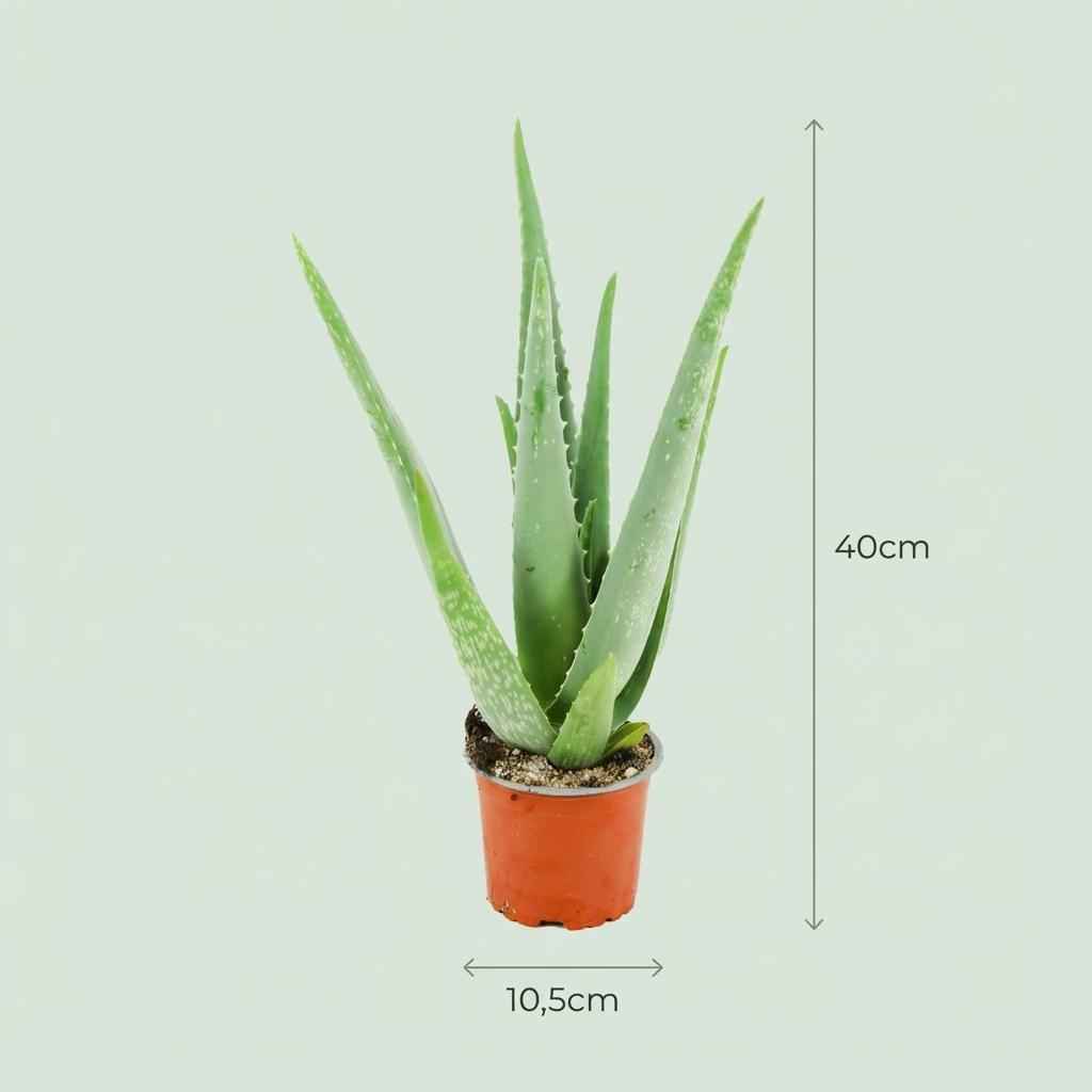 Image of Aloe Vera Zimmerpflanze Ø10,5cm Höhe35-40cm – Pflegeleichte Sukkulente mit fleischigen Blättern – Sonnenliebende Pflanze für Wohnraum & Büro-3