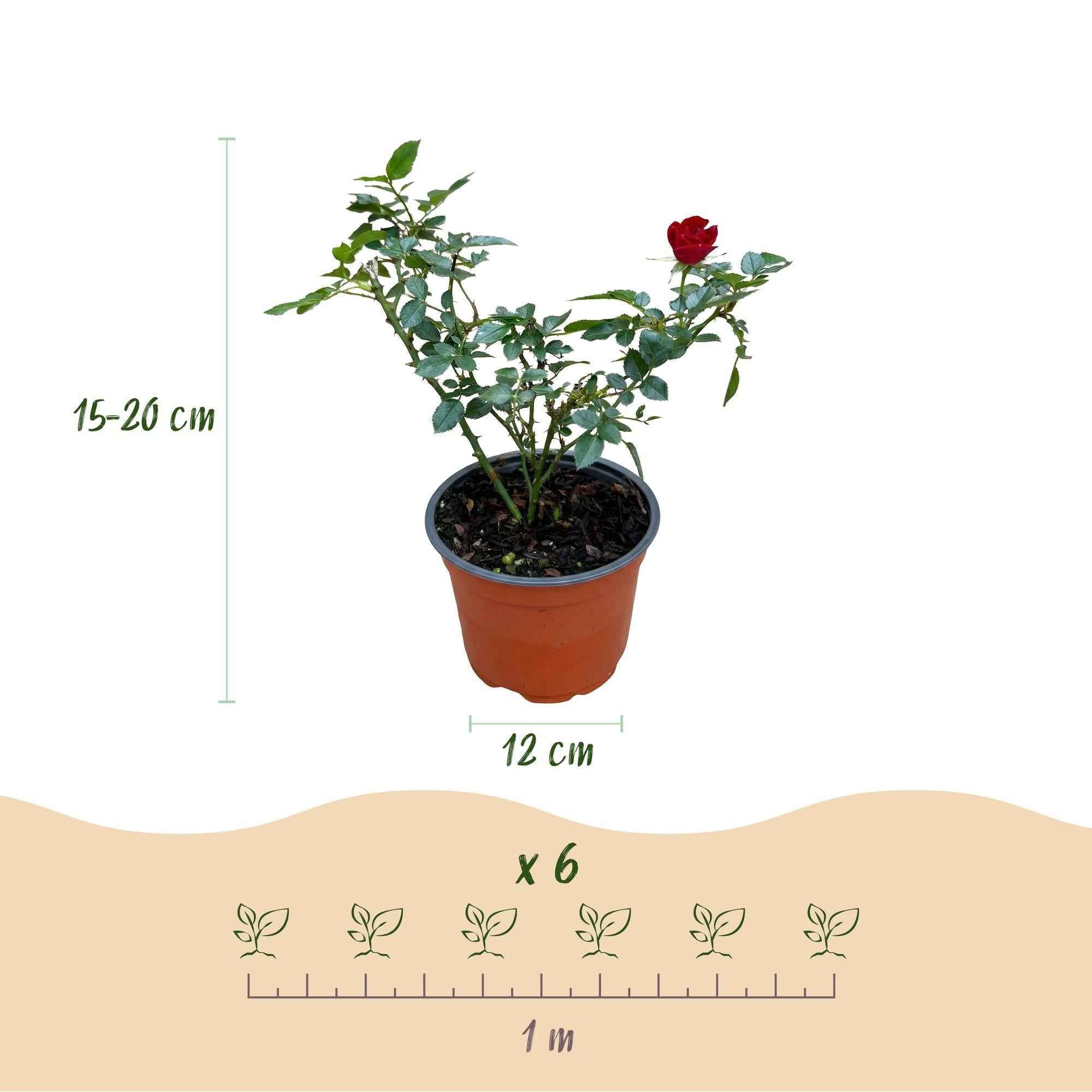 Image of Rose Rosa The Fairy Rot winterhart 20-25cm 12cm für Garten Balkon Terrasse Beet rote Beetrose dauerblühend bienenfreundlich pflegeleicht kompakt