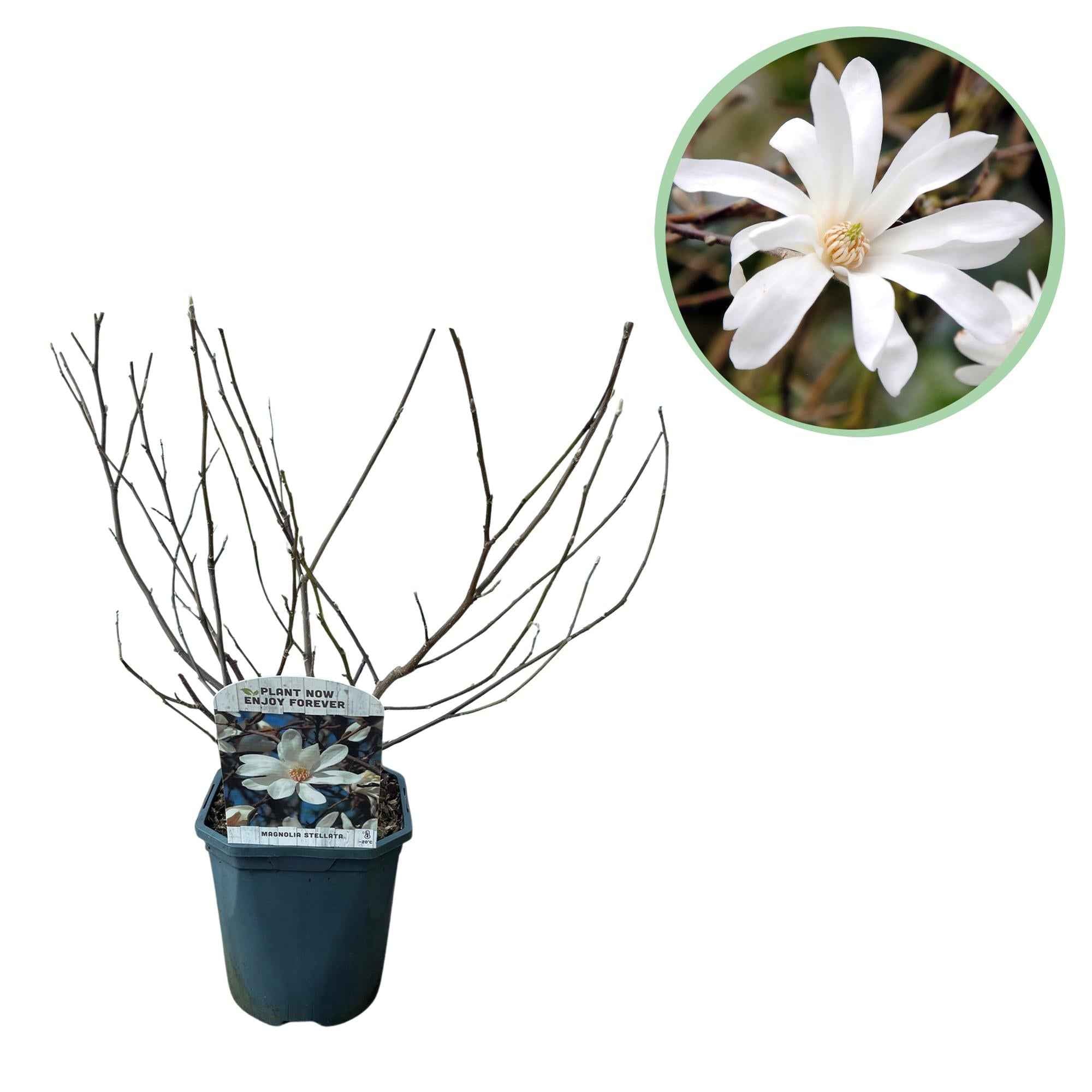 Image of Stern – Magnolie Magnolia Stellata – Strauch – Blüte Weiß – Laubabwerfend – Frühjahrsblüher – Pflegeleicht – 17cm Höhe 45cm – Für Garten & Terrass-1