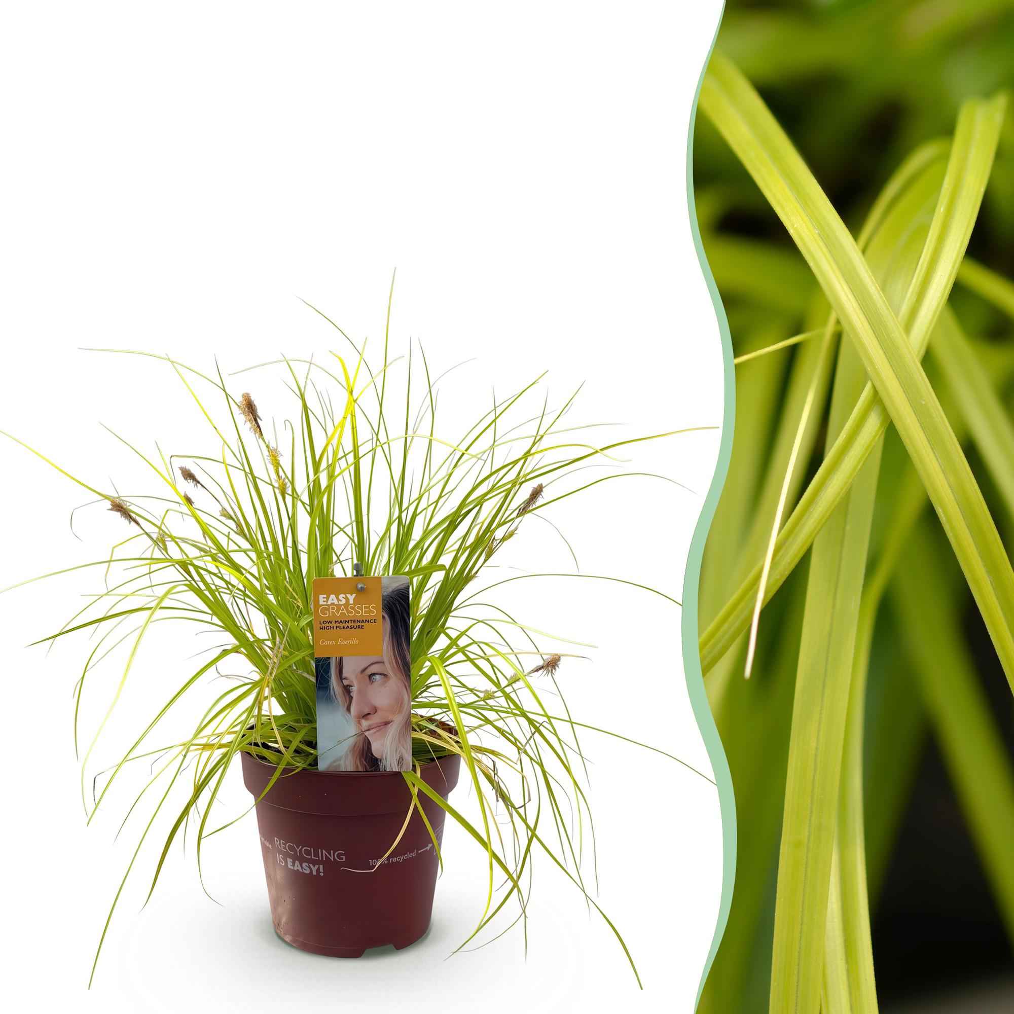 Image of Ziergras Segge Carex oshimensis Everillo – Leuchtend Gelb – Immergrün & winterhart – Höhe ca. 50cm – 17cm – Farbintensives Gras für Beet & Kübel