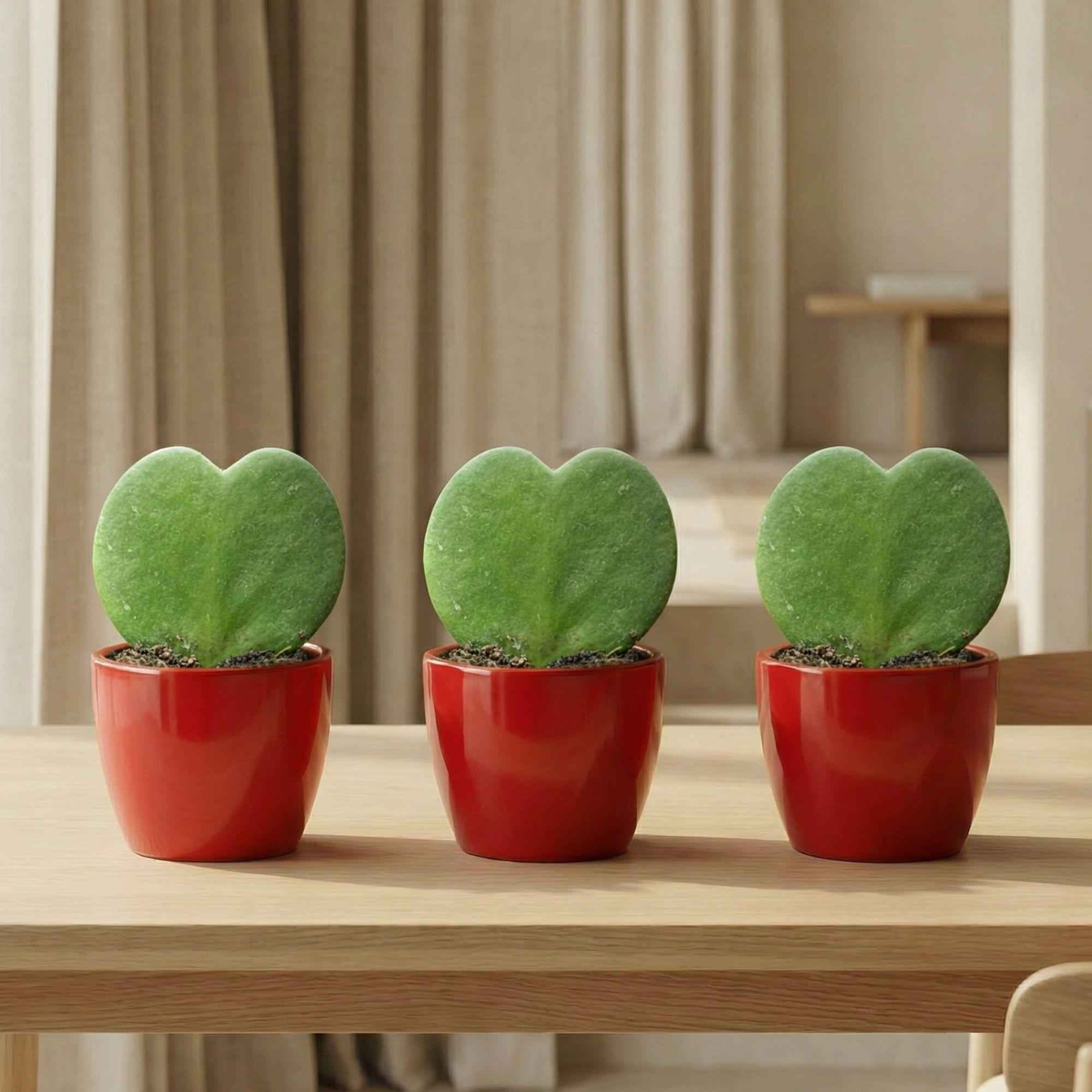 Image of Sweetheart Plant Set Hoya Kerrii 3er Set – herzförmige Sukkulente im roten Keramiktopf Ø6cm – Höhe ca.6cm-0
