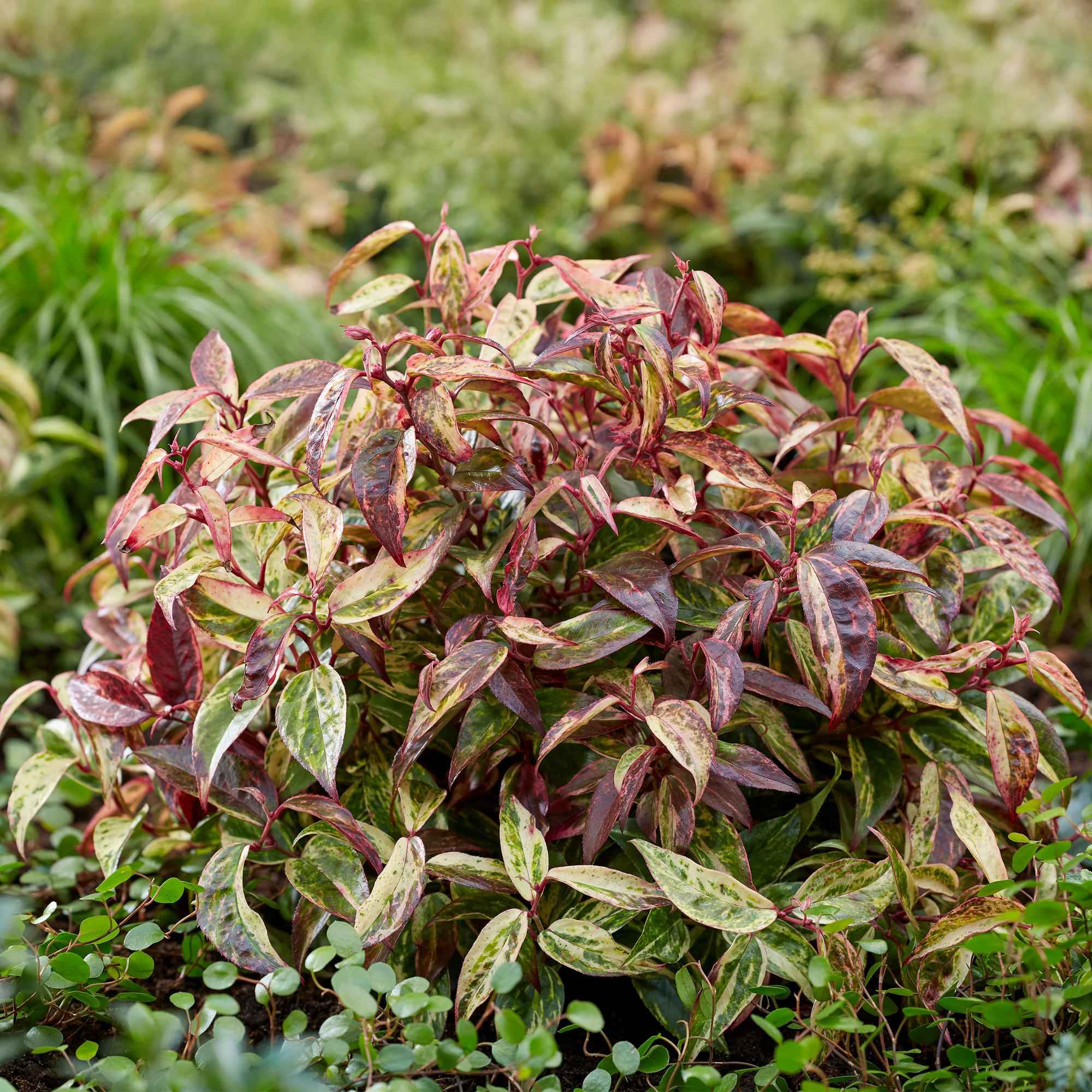 Image of Traubenheide Leucothoe Makijaz – 17cm Höhe ca.45cm – Immergrün & farbintensiv – Braun – grünes Laub – Pflegeleichter dekorativer Zierstrauch-2