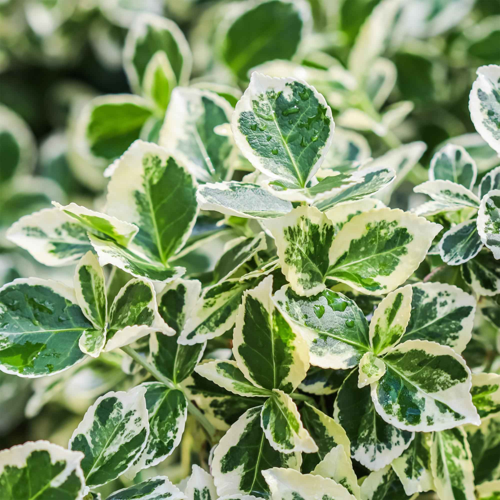 Image of Euonymus fortunei ‘Emerald Gaiety’ – Stamm – Pflanze – Immergrün & winterhart – für Terrasse, Balkon & Garten – pflegeleicht – Ø19cm – Höhe ca. 90cm-2