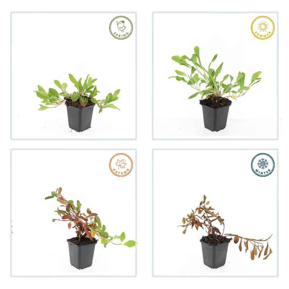 Image of Schneckenknöterich Persicaria aff. 'Darjeeling Red' – ↕10-25cm – Ø9cm – 6 Pflanzen – Rotes Laub – Sonne & Halbschatten – Pflegeleichte Staude
