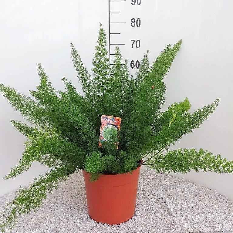 Image of Spargelfarn – Asparagus Densiflorus 'Meyeri' – Zimmerpflanze – Luftreinigend – Ø27cm – ↕60cm – Pflegeleicht & dekorativ – Ideal für Halbschatten-1