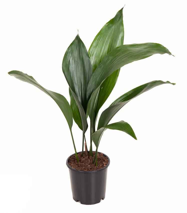 Image of Schusterpalme Aspidistra elatior – Zimmerpflanze Ø13cm – ca. 50cm hoch – Pflegeleichte Grünpflanze für Wohnzimmer & Büro – Immergrün & robust-0