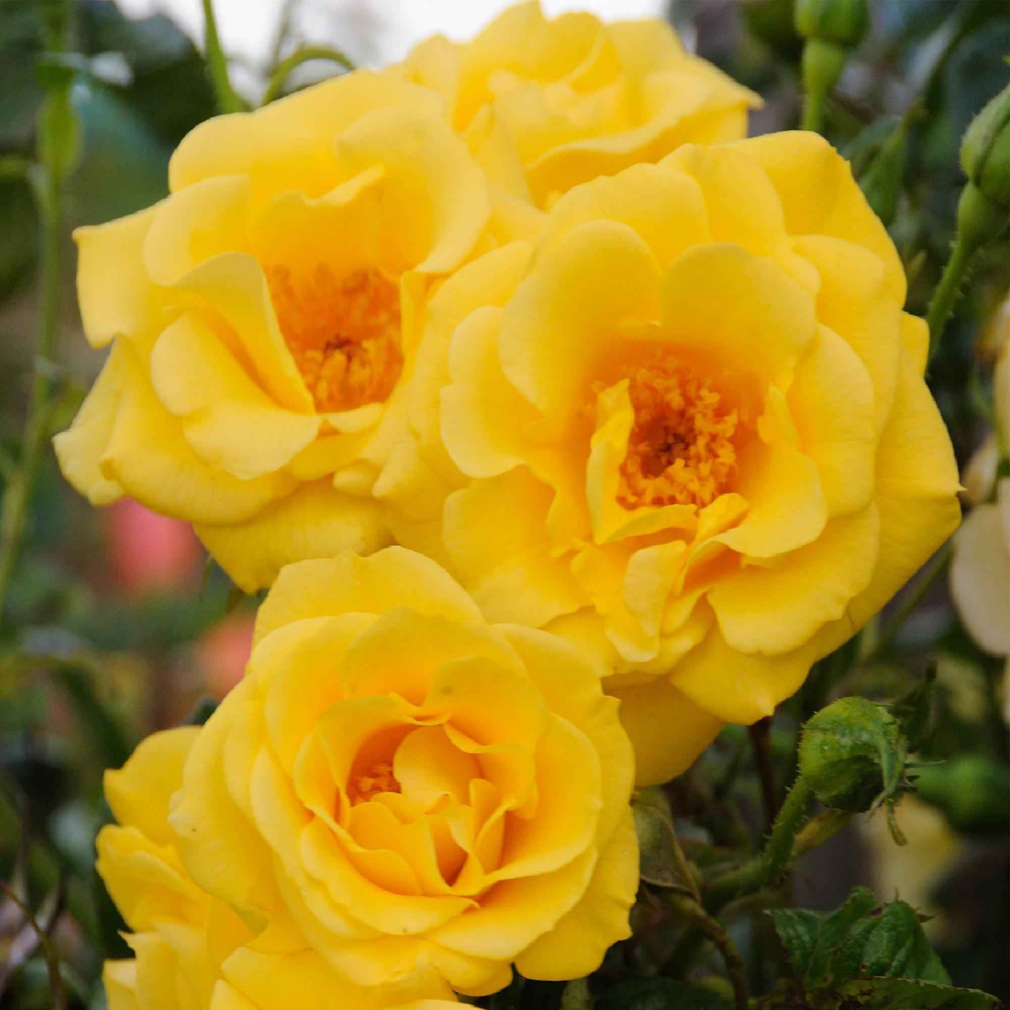 Image of Kletterrose Rosa Spring Queen – Gelb – Pflegeleicht – 2 Pflanzen – 11cm x H40cm – Duftende Rosen für Garten, Balkon & Terrasse