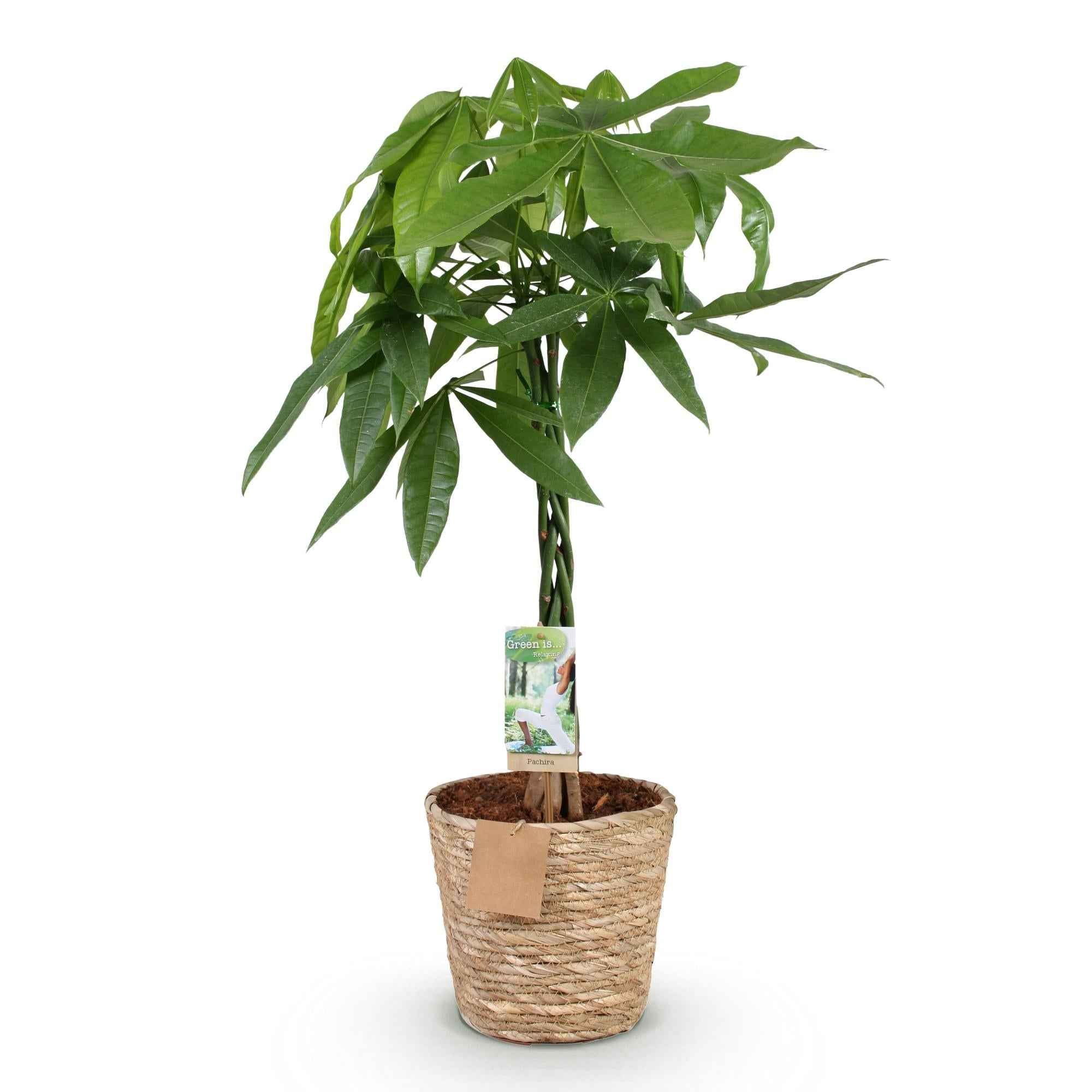 Image of Pachira Aquatica mit geflochtenem Stamm – 80-90cm – 21cm – Inklusive Korb – Pflegeleichter Geldbaum – Luftreinigende Grünpflanze-0