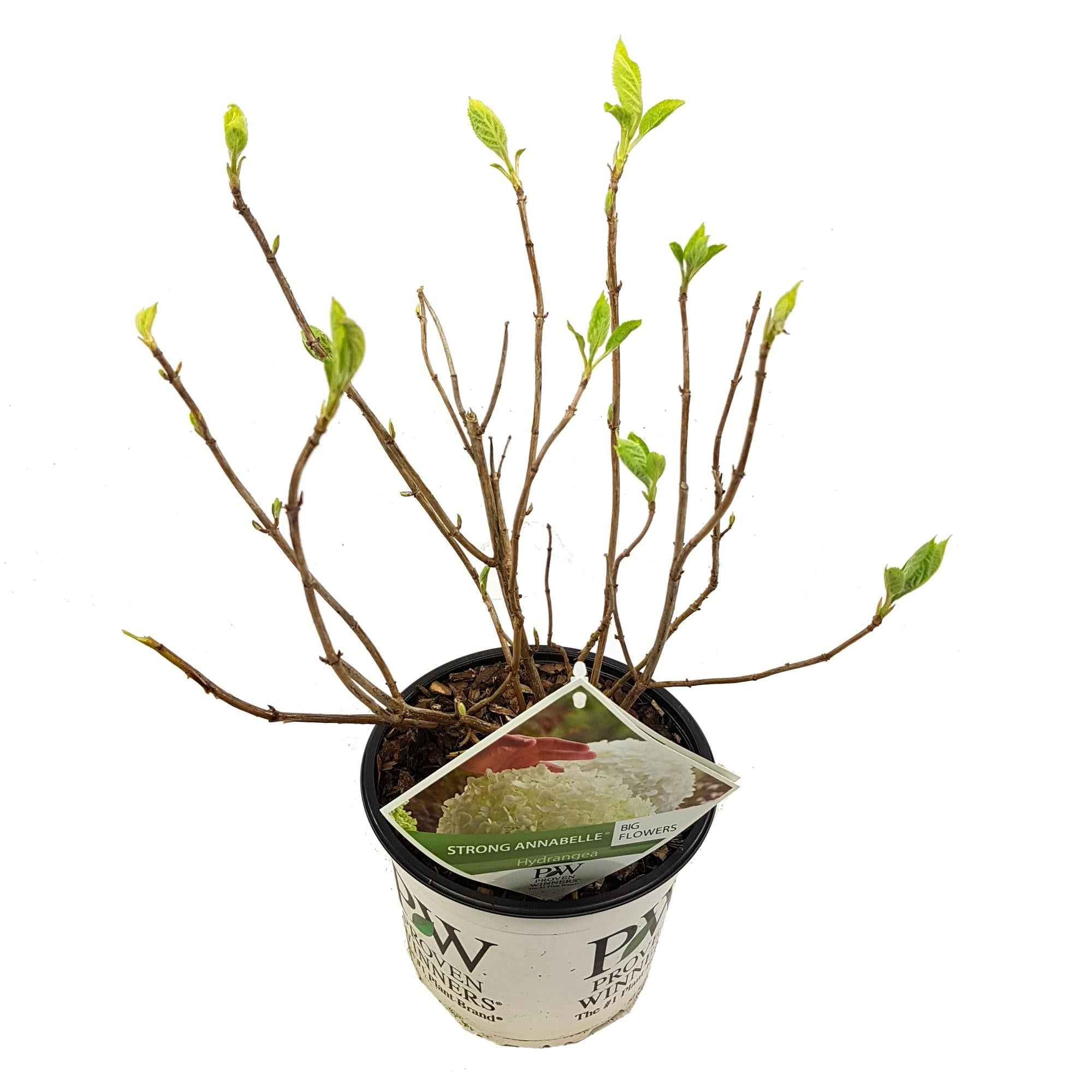 Image of Hortensie – Hydrangea arborescens 'Strong Annabelle' – Ø19cm ↕30cm – Winterharte Gartenpflanze mit großen weißen Blüten-1