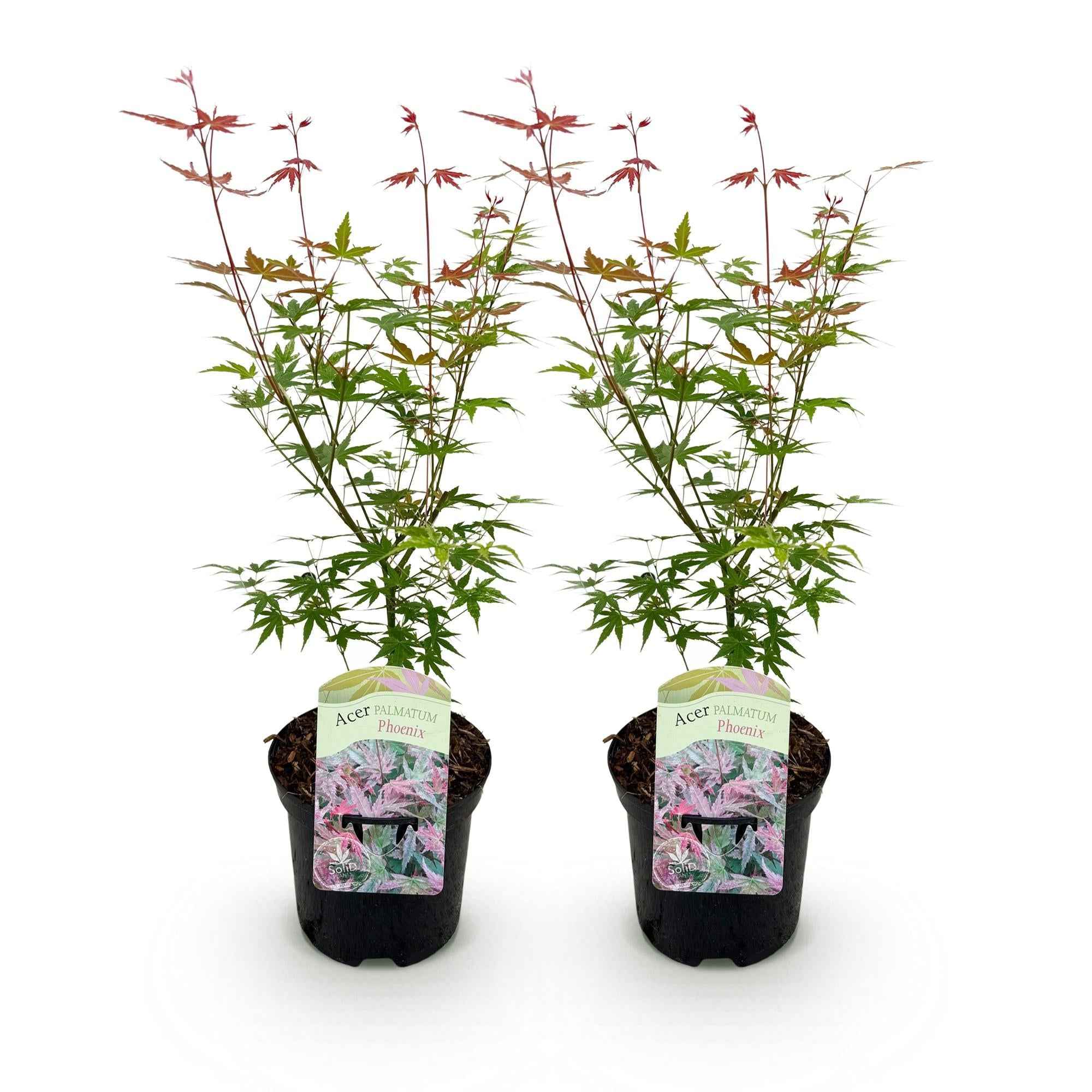 Image of Japanischer Ahorn – Acer palmatum 'Phoenix' – 2 Pflanzen – 70cm hoch – Ø19cm – leuchtend rot – orange – Balkon – & Gartenpflanze-2