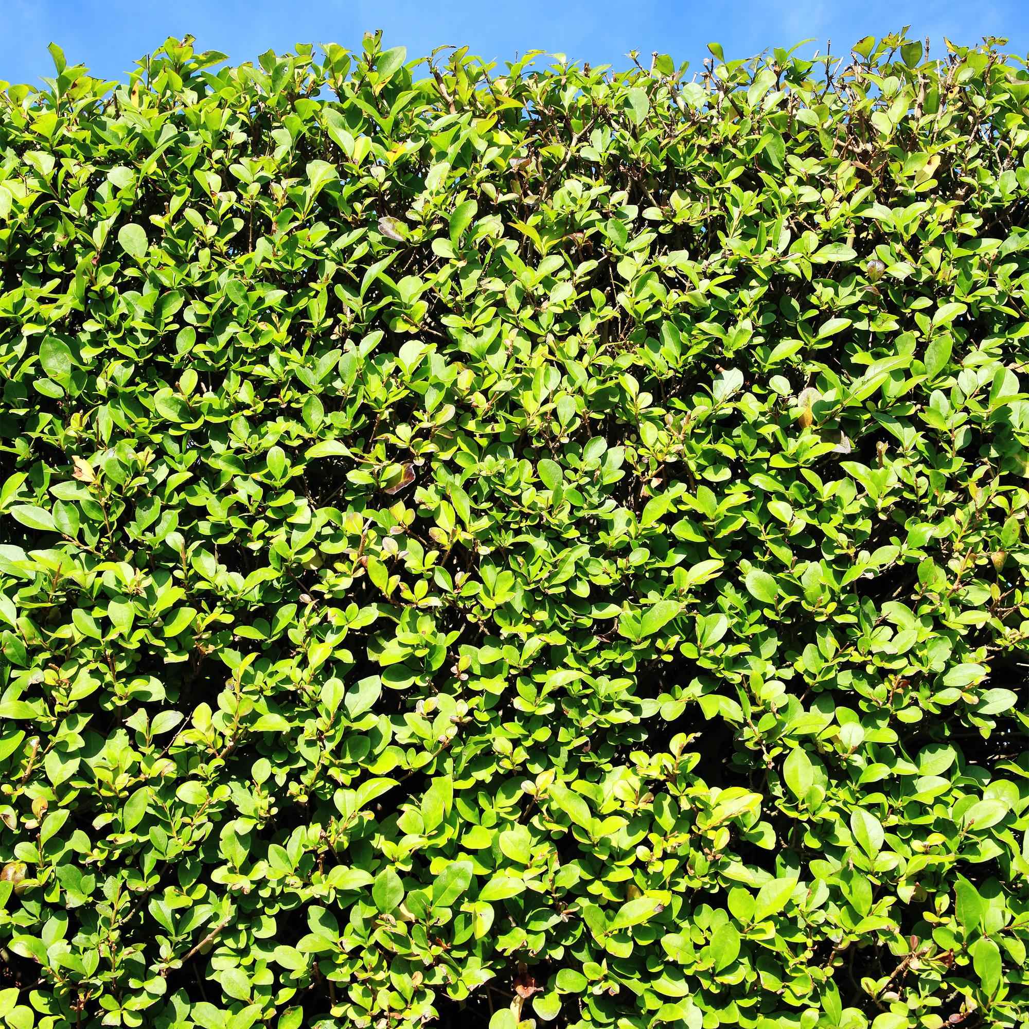 Image of Ovalblättriger Liguster Ligustrum ovalifolium – Immergrün – Heckenpflanze – Blatt Grün – 6 Pflanzen – 1m laufend – Pflegeleicht – 17cm Höhe 55cm-2