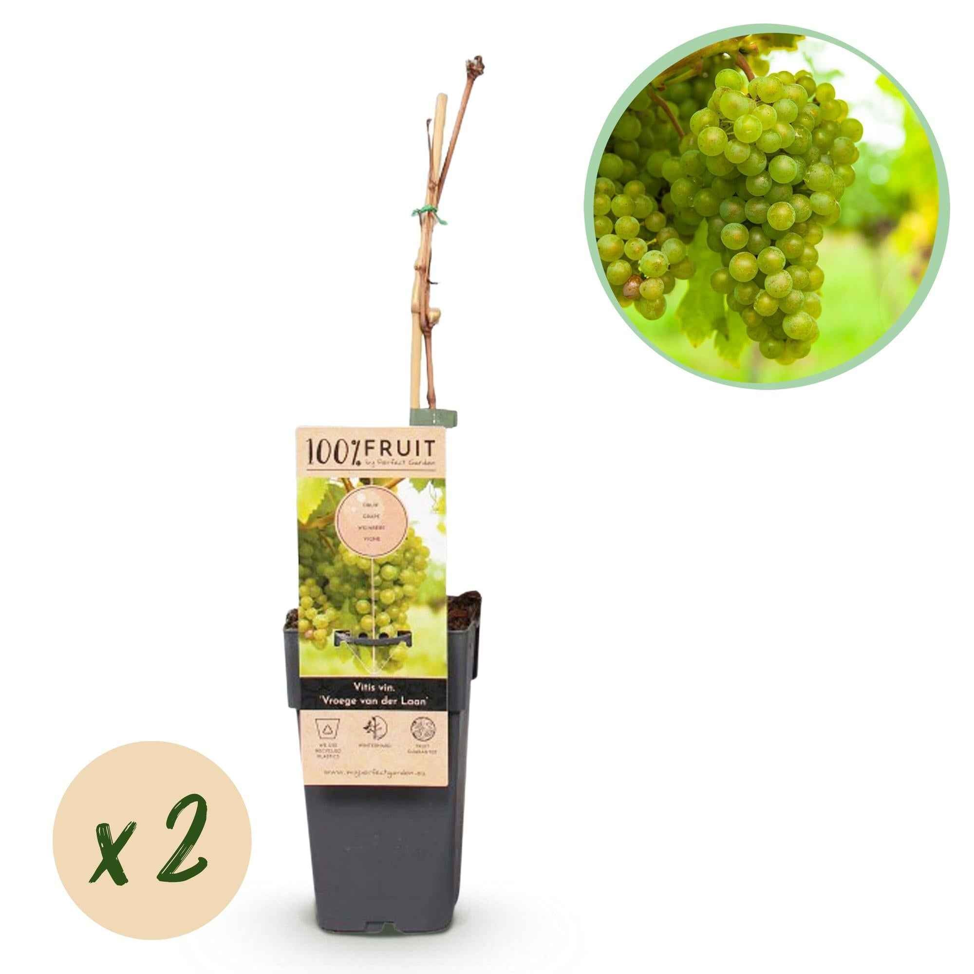 Image of Weinrebe Vitis vinifera Frühzeit von der Laan – Weiße Traube – 2 Pflanzen – Obstpflanze – 15cm – Höhe 50cm