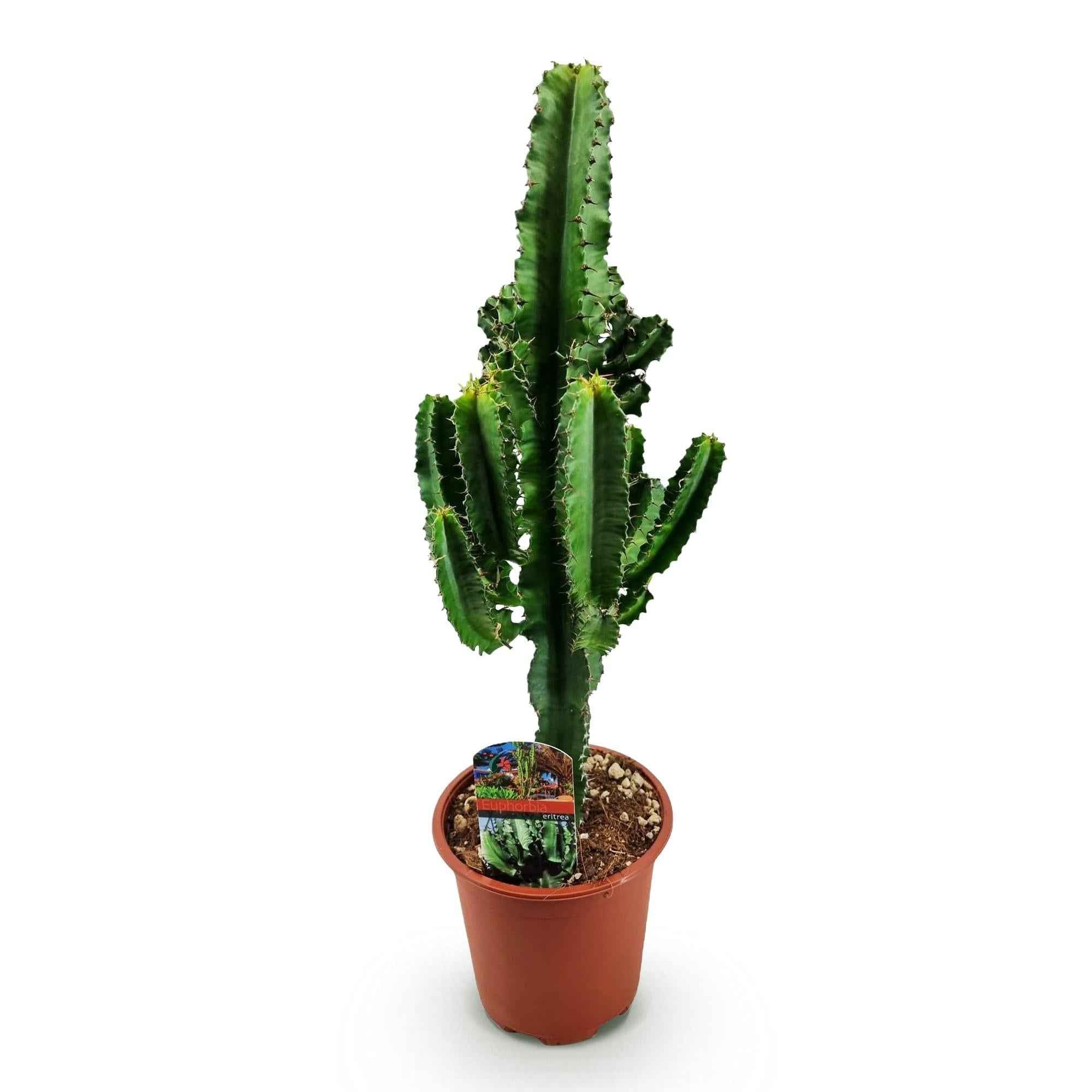 Image of Euphorbia eritrea – Afrikanischer Milchbaum – 60cm – 17cm – Pflegeleichter Wolfsmilchkaktus in kräftigem Grün-0