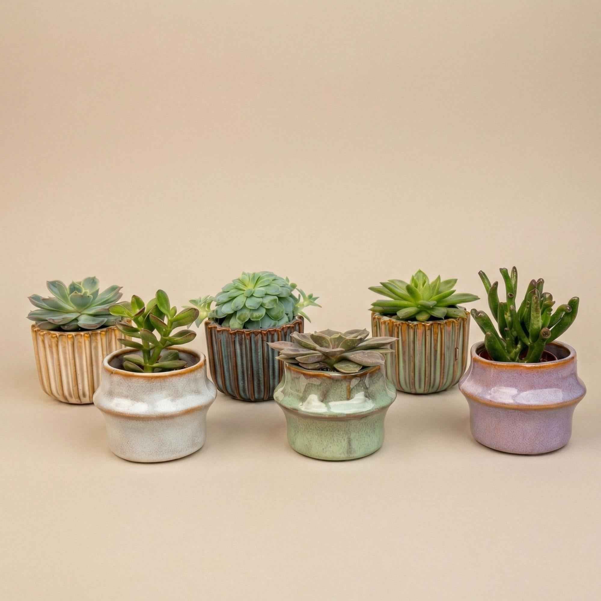 Image of Sukkulenten – Set 6 Stück mit Keramiktöpfen – Mini Sukkulenten 8-12cm – Barcelona Design Töpfe Ø7,2cm – pflegeleichte Zimmerpflanzen Deko-1